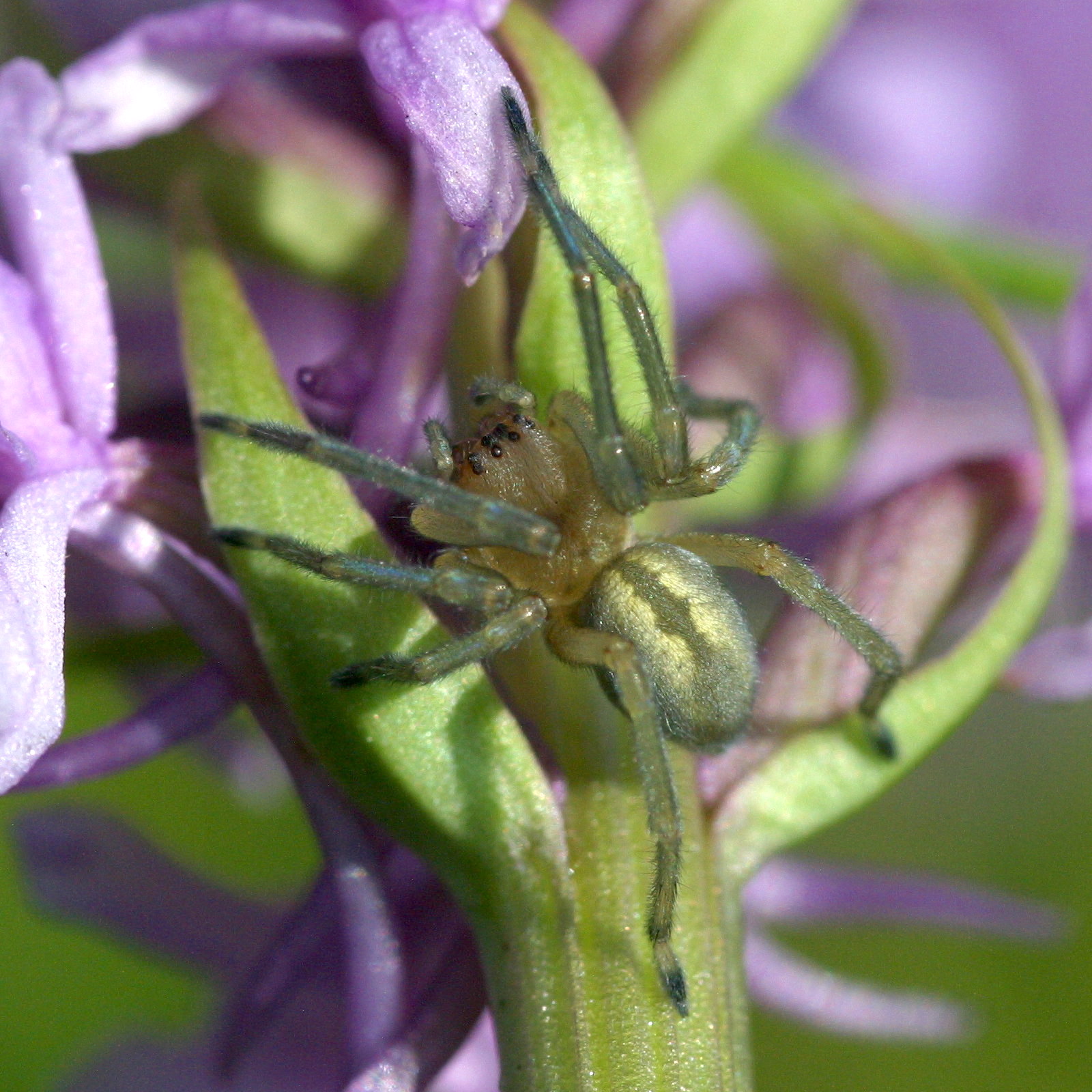 cheiracanthium_erraticum1bd