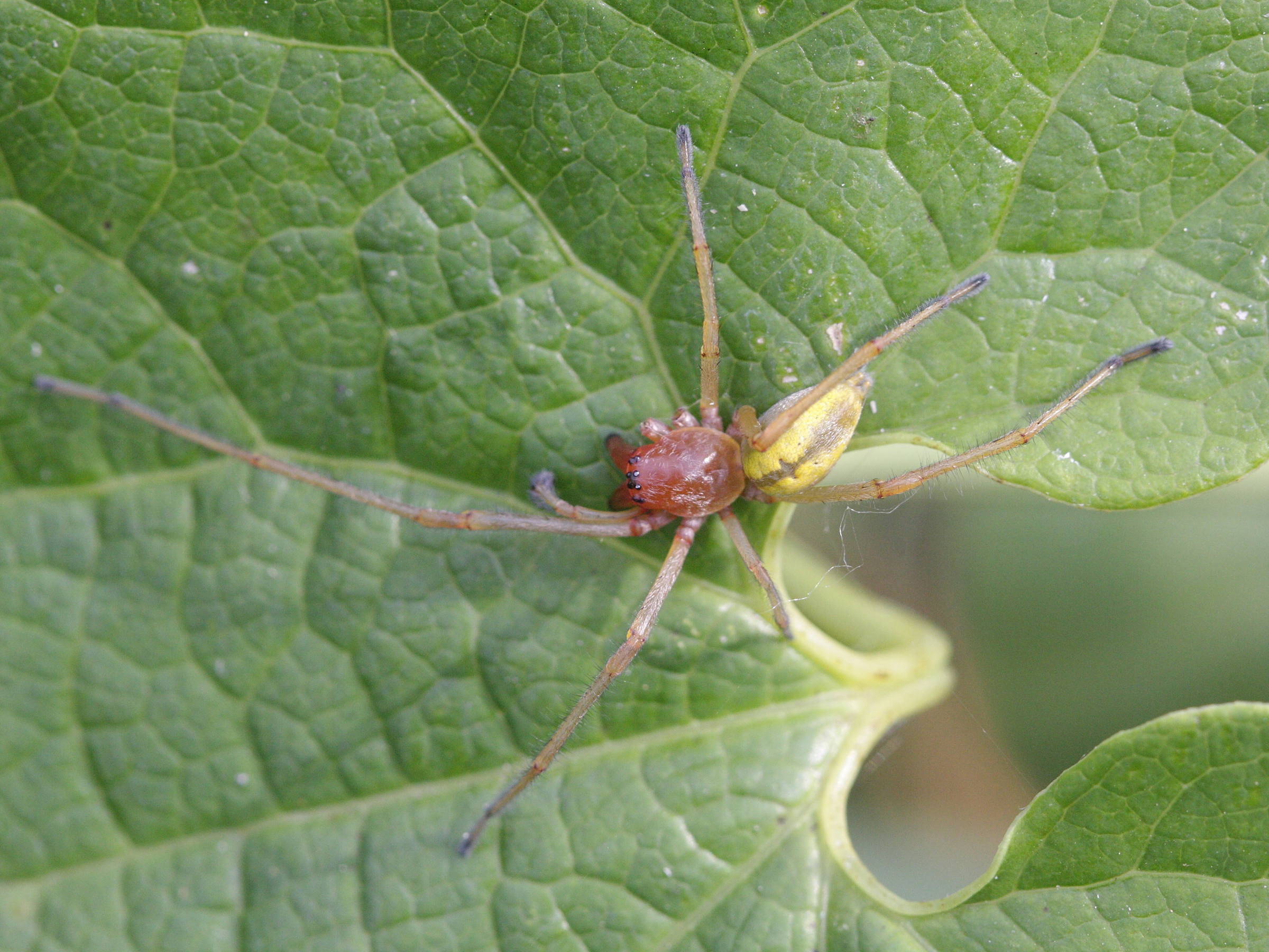 Afficher le média cheiracanthium_punctorium1bd cheiracanthium_punctorium1bd