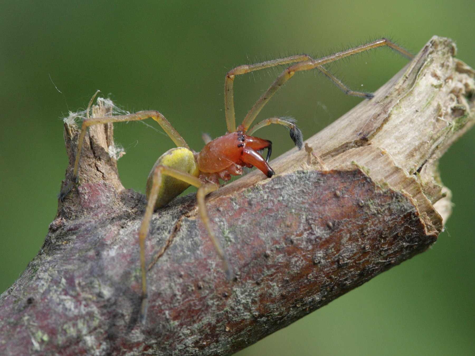 Afficher le média cheiracanthium_punctorium2bd cheiracanthium_punctorium2bd