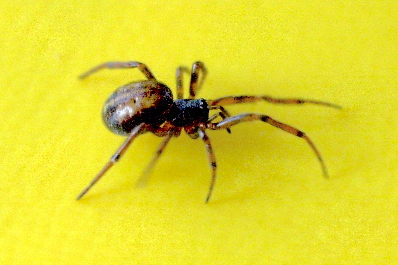 steatoda_bipunctata2md