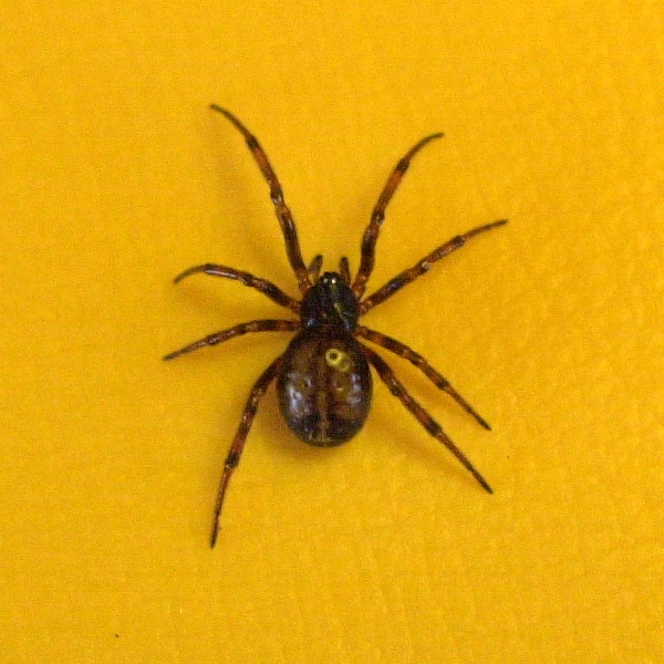 steatoda_bipunctata3md