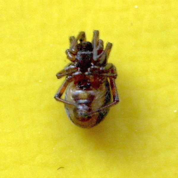 steatoda_bipunctata4md