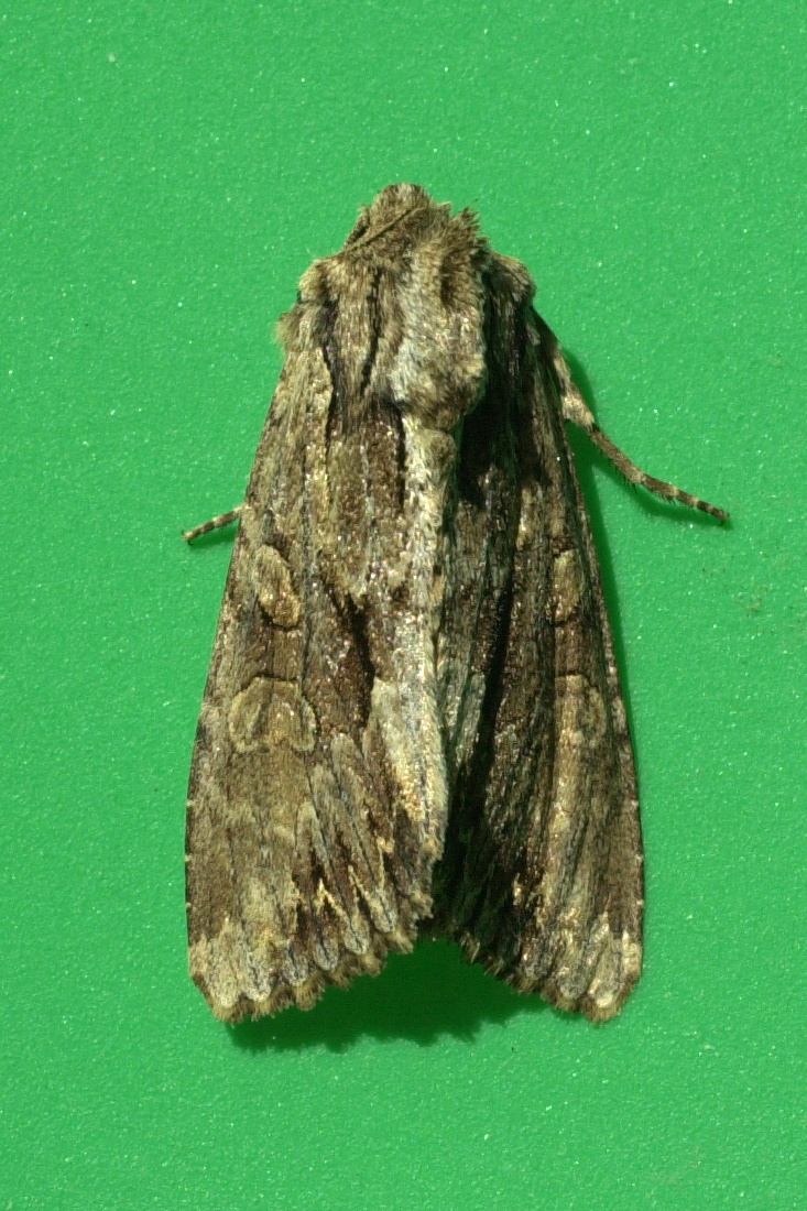 apamea_monoglypha4md