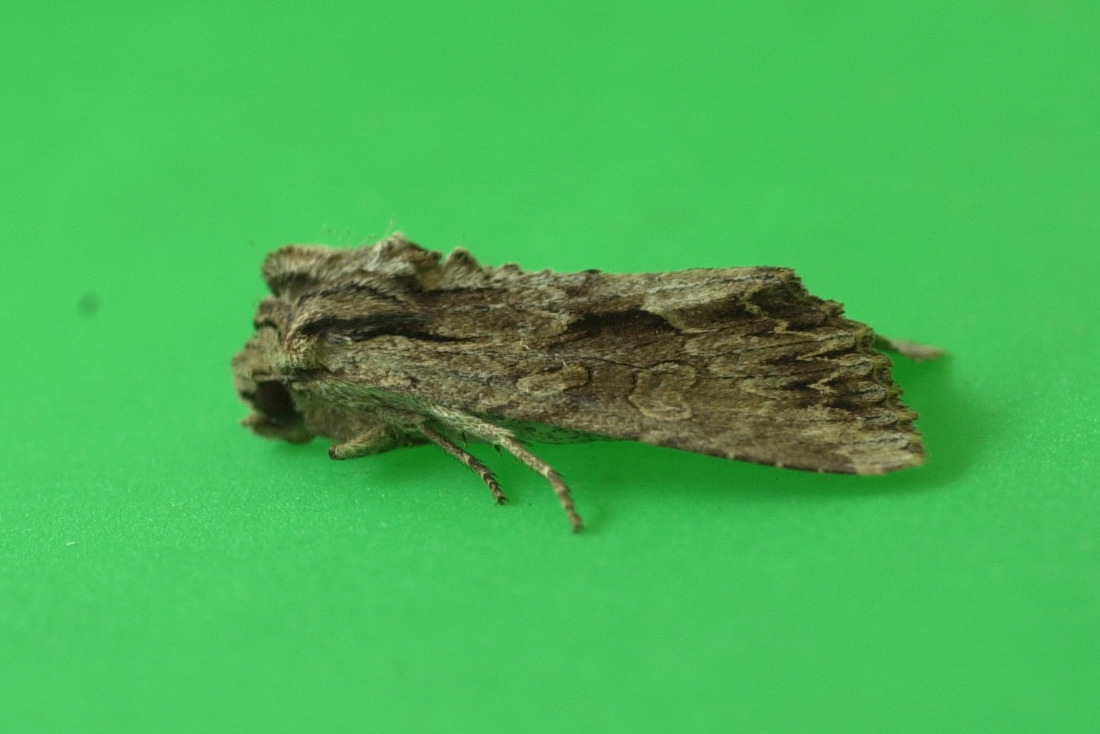 apamea_monoglypha5md