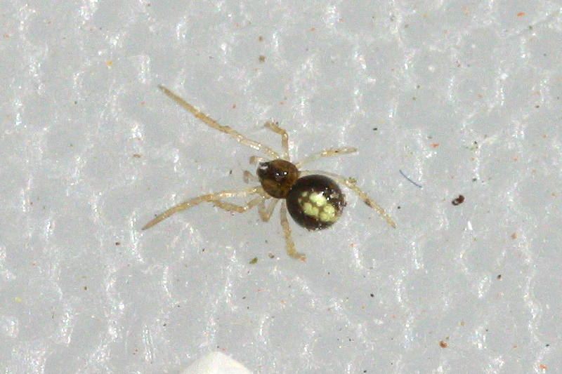 Afficher le média neottiura_bimaculata2md neottiura_bimaculata2md