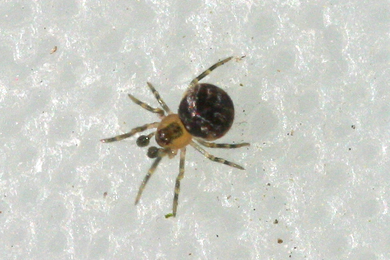 Afficher le média paidiscura_pallens1md paidiscura_pallens1md
