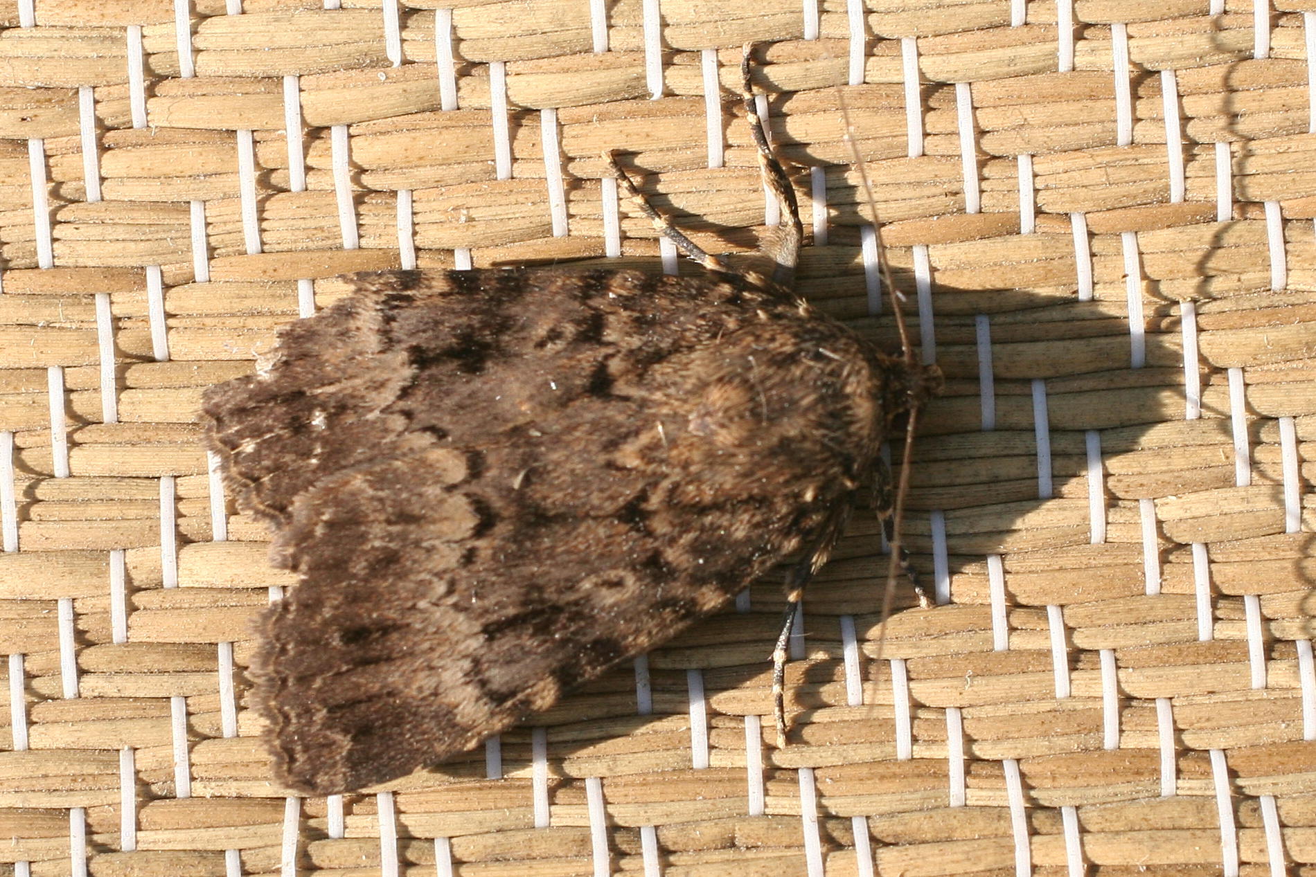 amphipyra_berbera1md