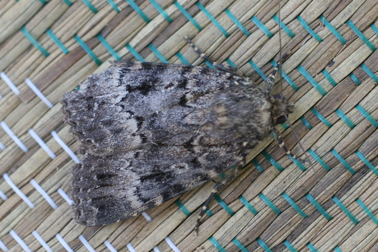 amphipyra_berbera2md