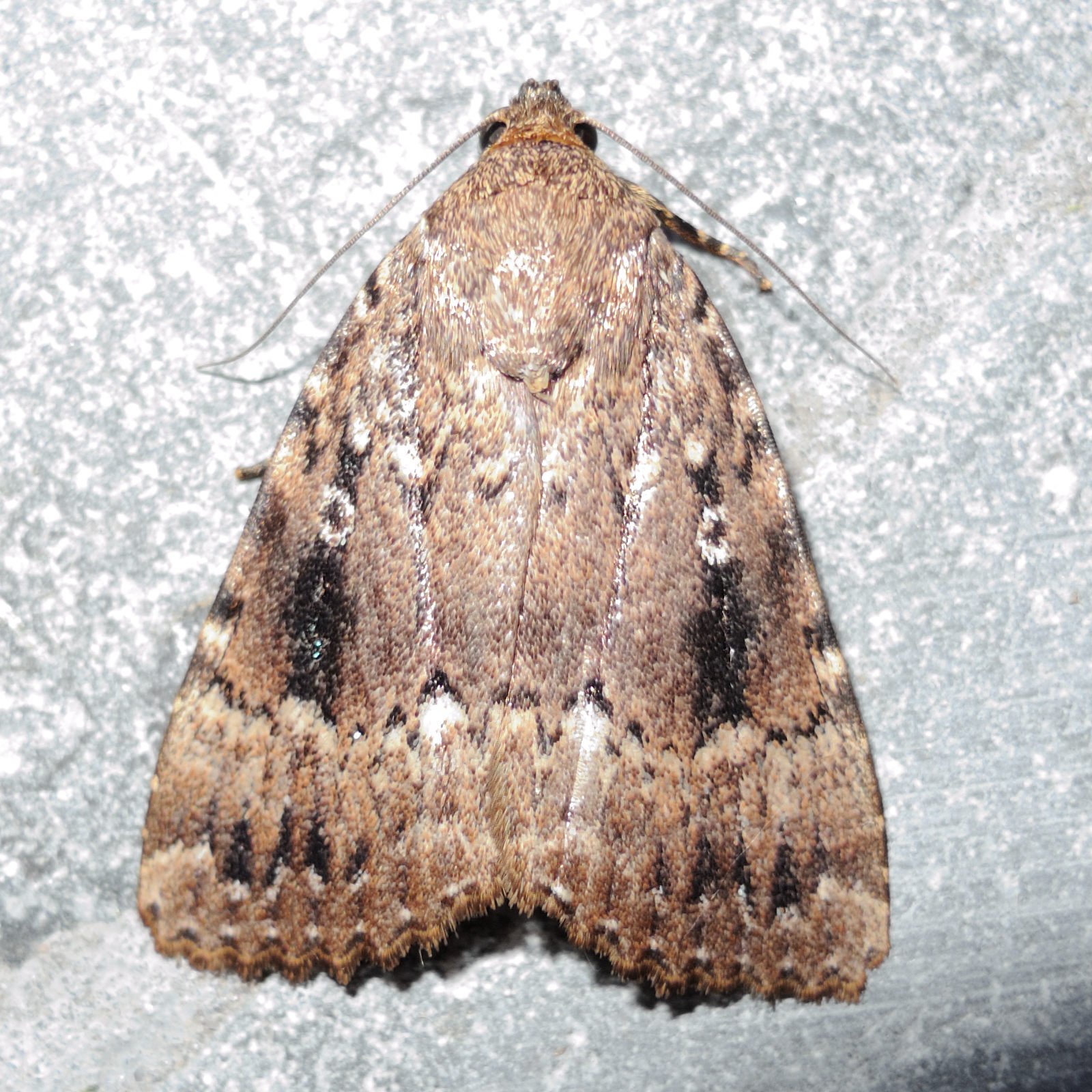 amphipyra_pyramidea1md