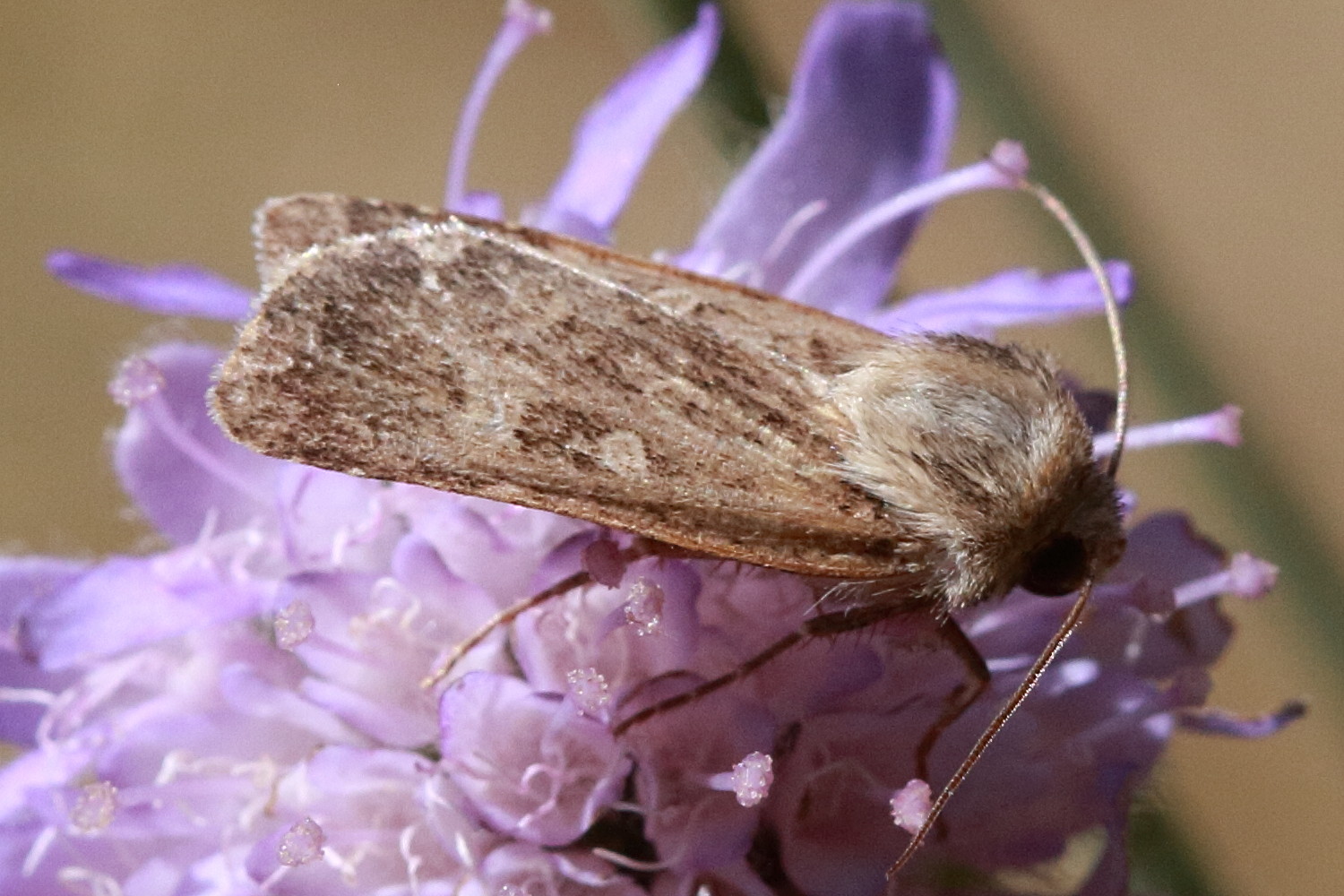 xestia_xanthographa1bd