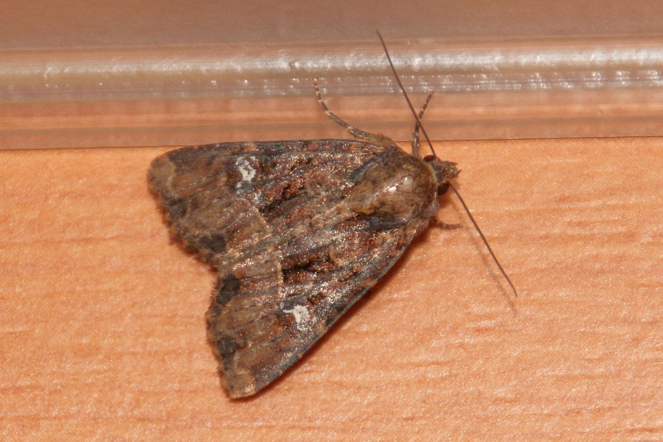 Afficher le média mesapamea_secalis-secalella1md mesapamea_secalis-secalella1md