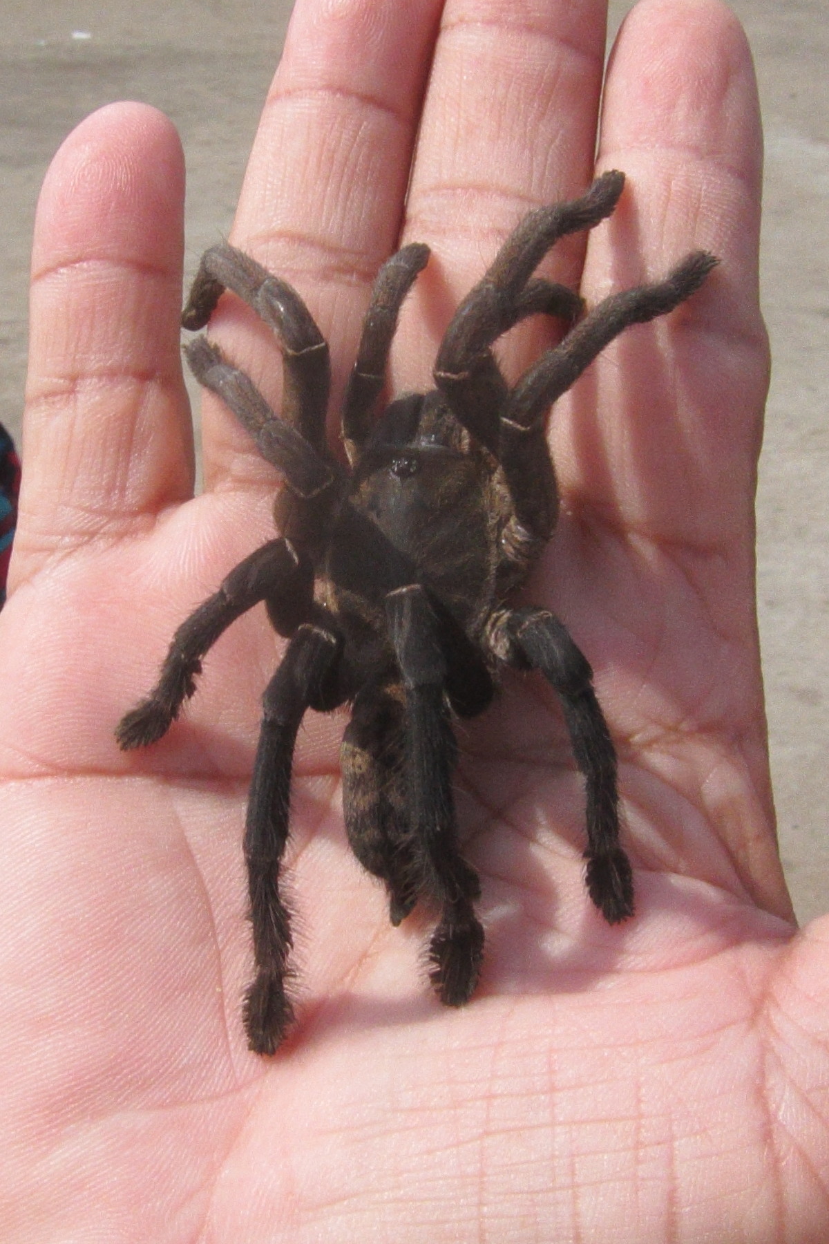 cyriopagopus_longipes1bd