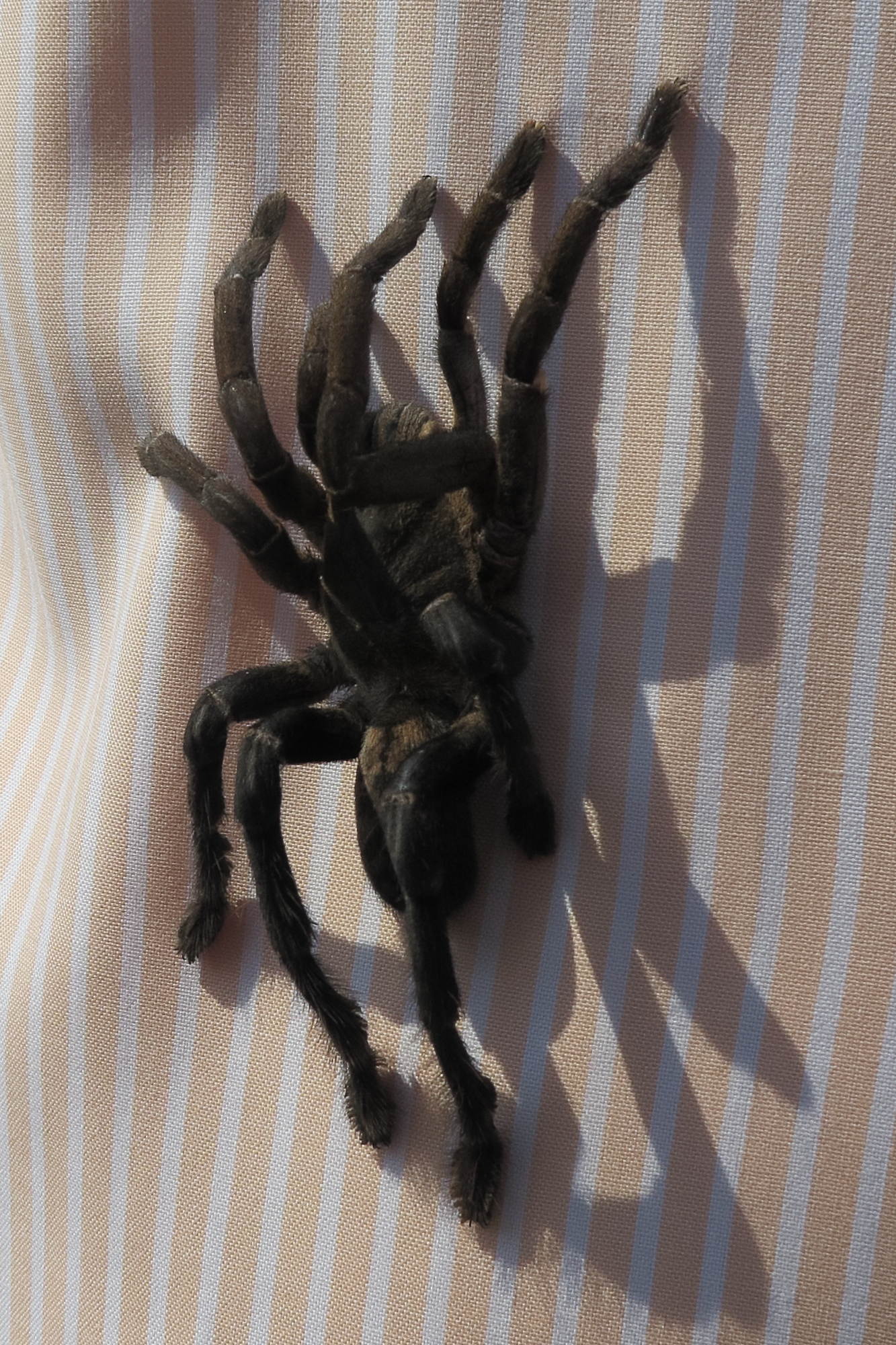 cyriopagopus_longipes3md