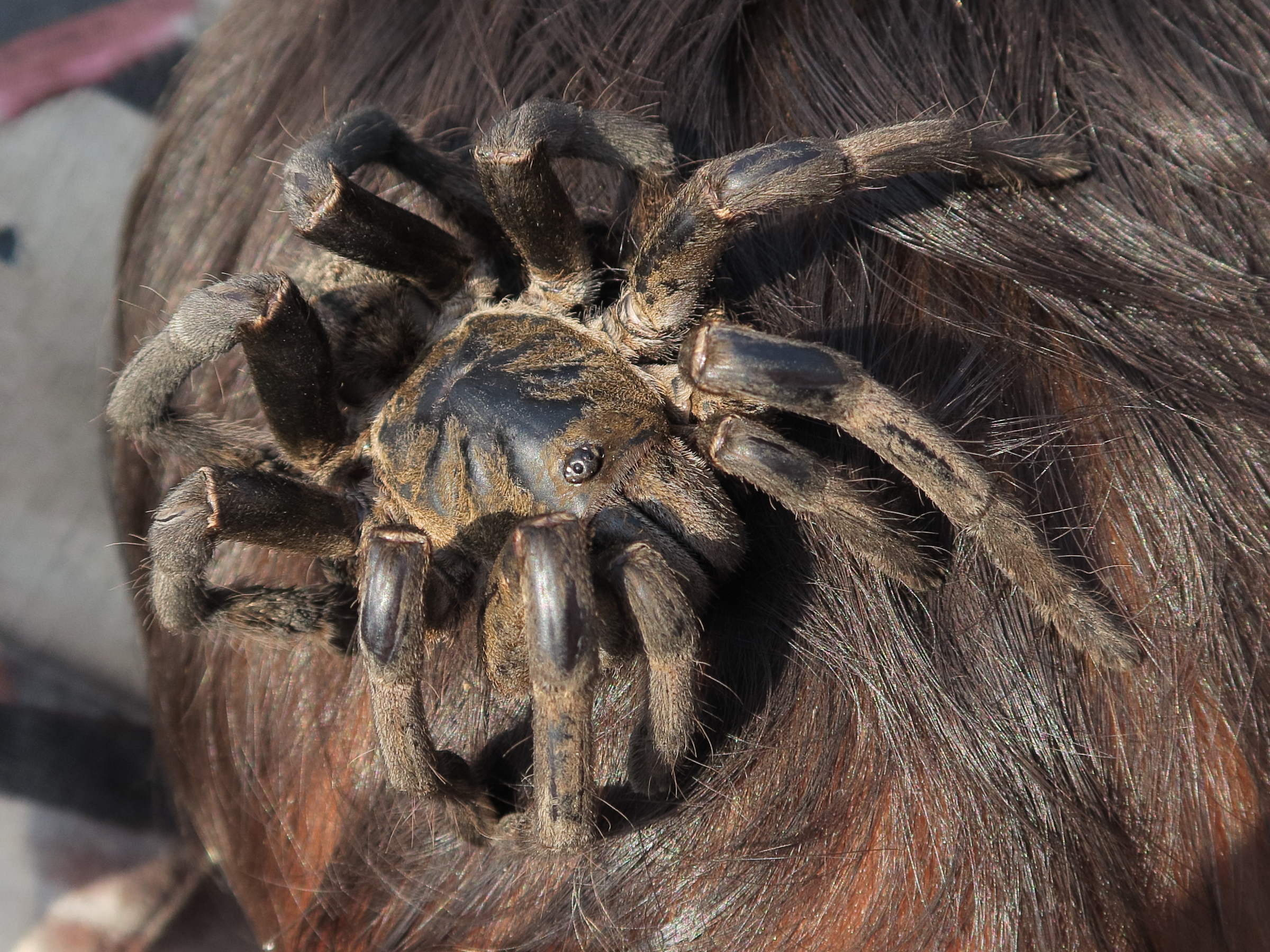 cyriopagopus_longipes4md