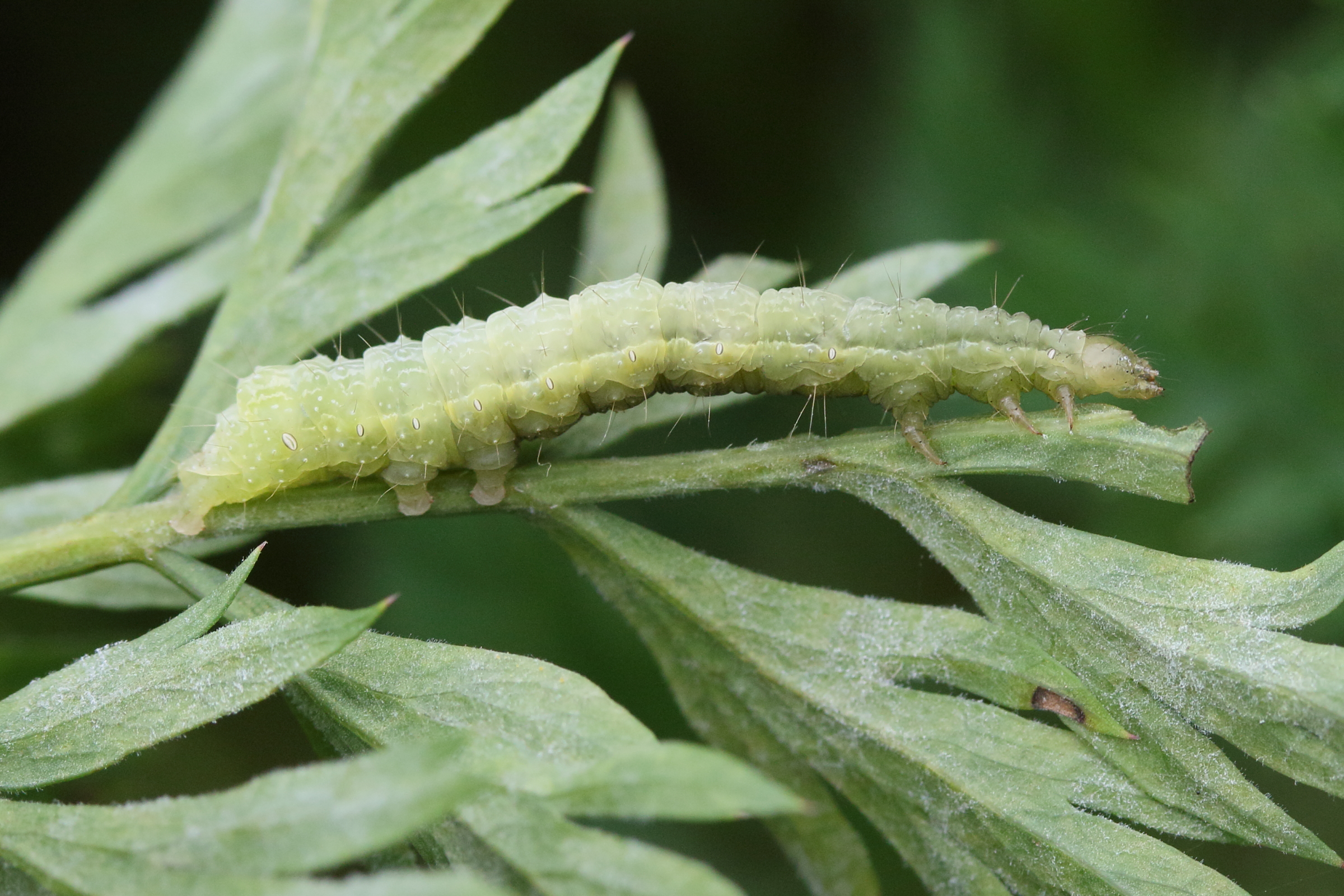 autographa_gamma_ch1md