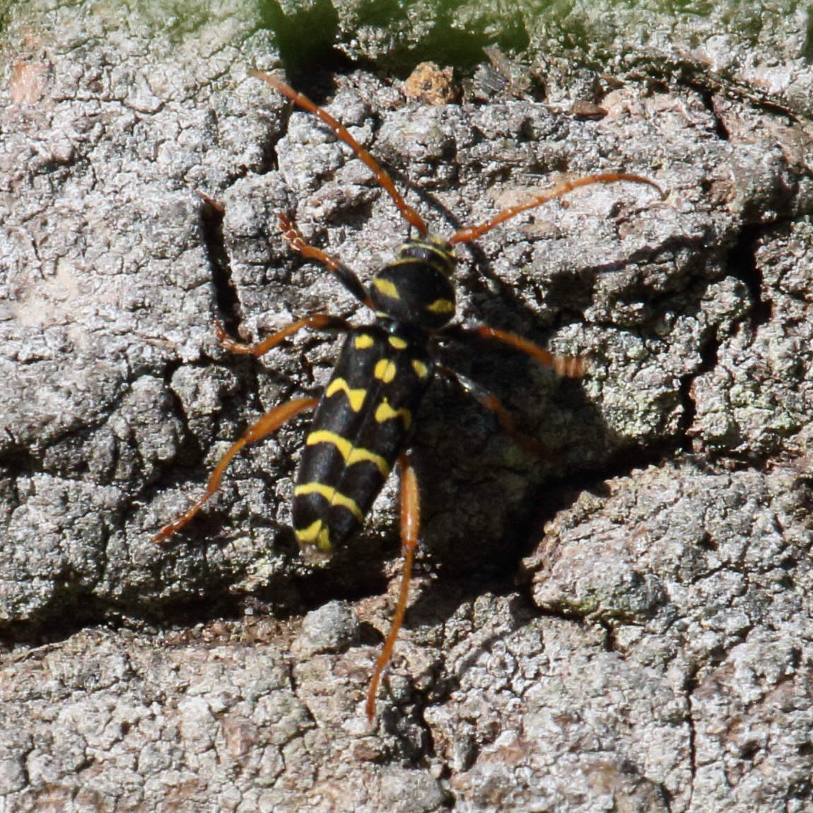 plagionotus_arcuatus5bd