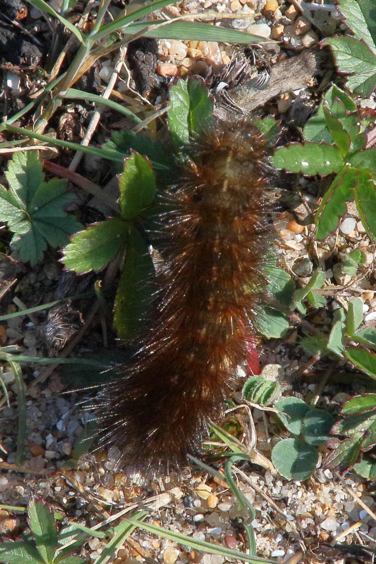 spilosoma_lubricipeda_ch3bd