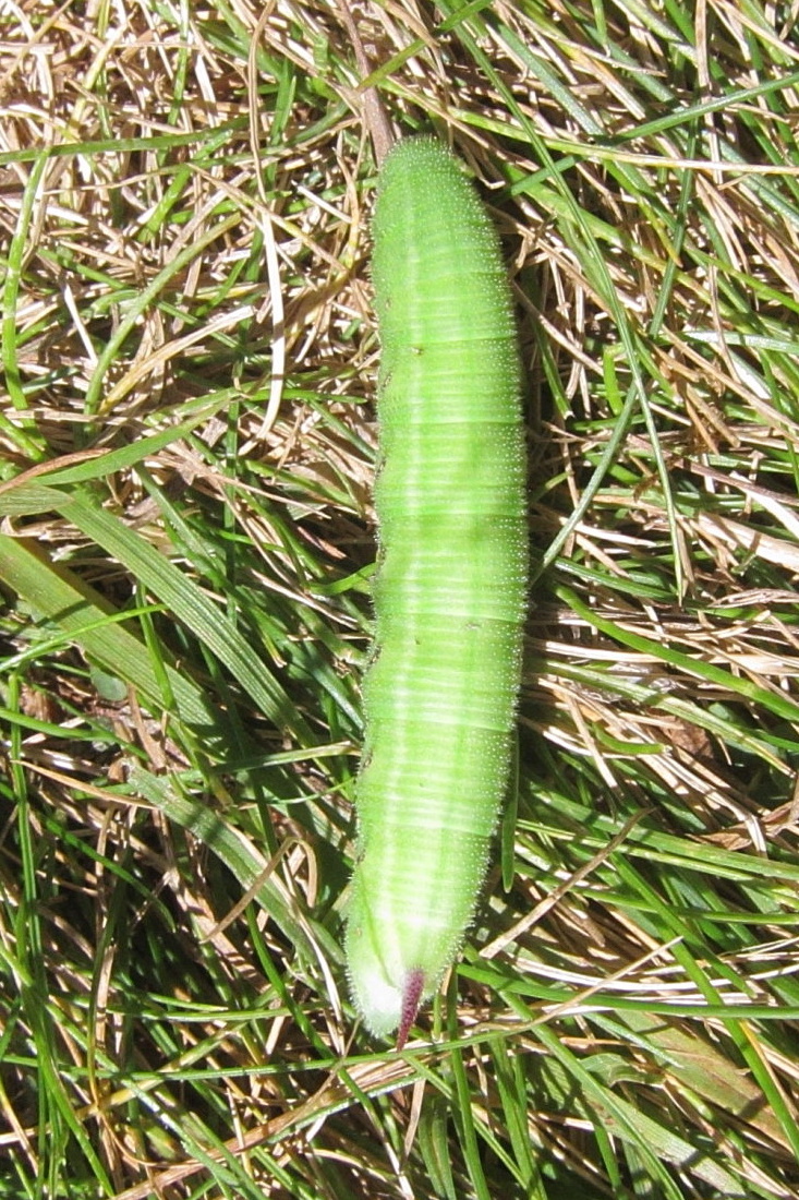 agrius_convolvuli_ch1bd