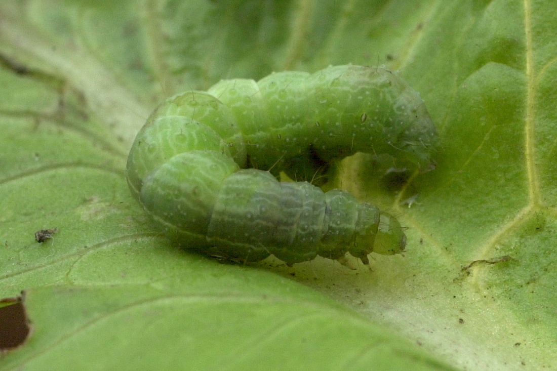 autographa_gamma_ch2md