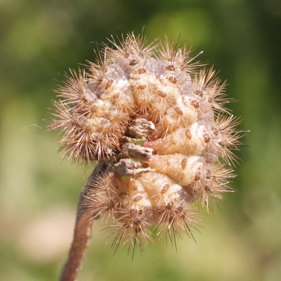 cymbalophora_pudica_ch2md