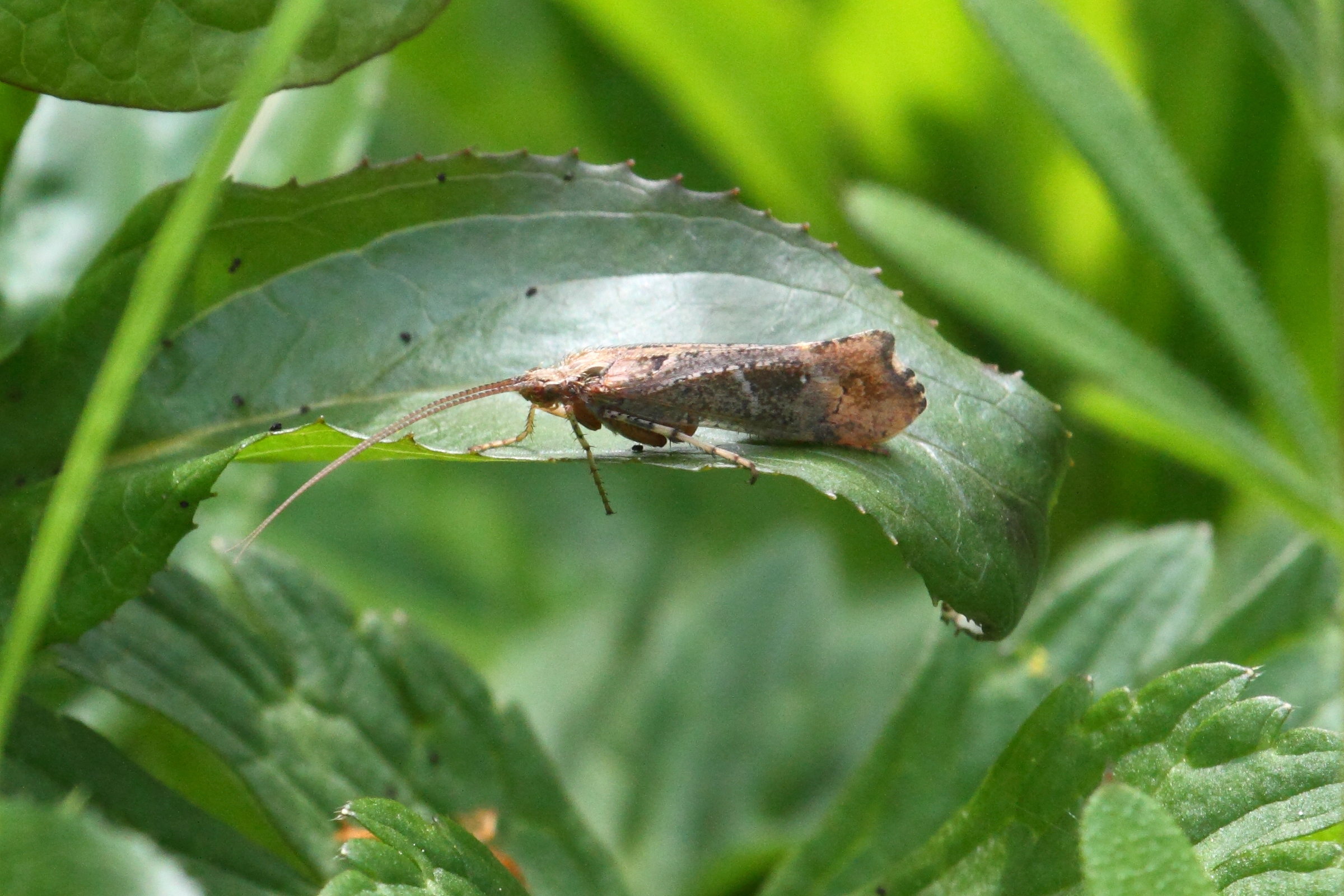 glyphotaelius_pellucidus2bd