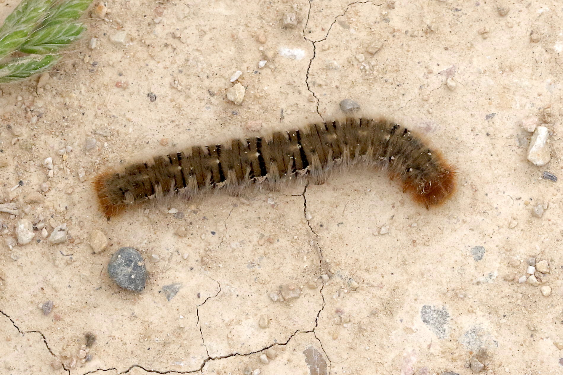 lasiocampa_quercus_ch5mdmd