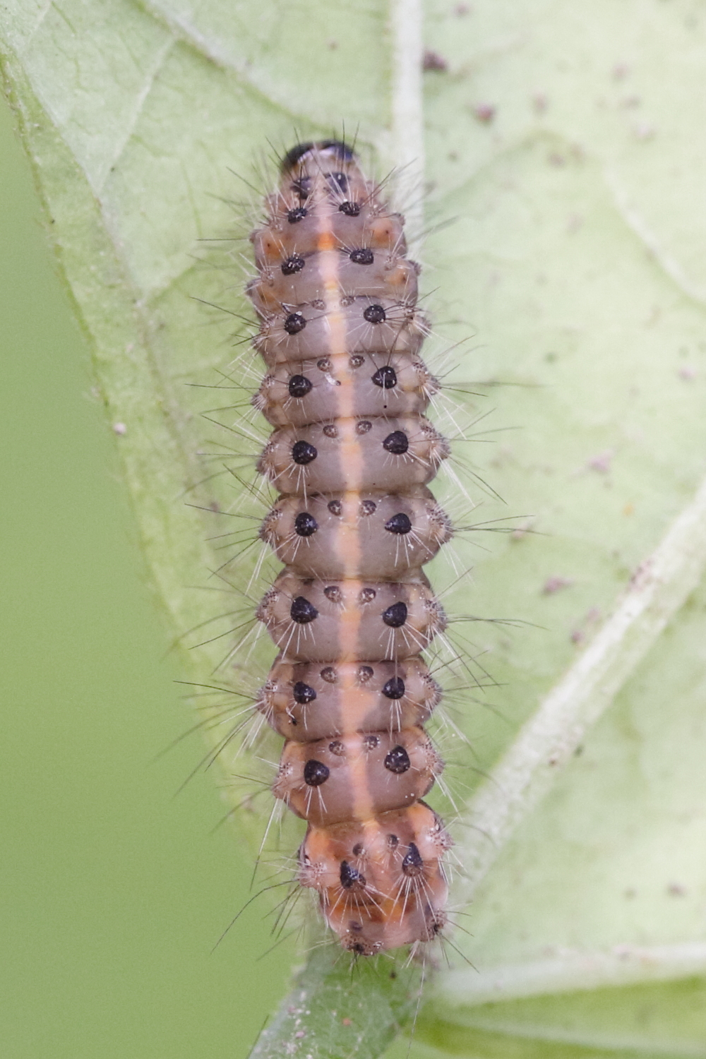 phragmatobia_fuliginosa_ch2md