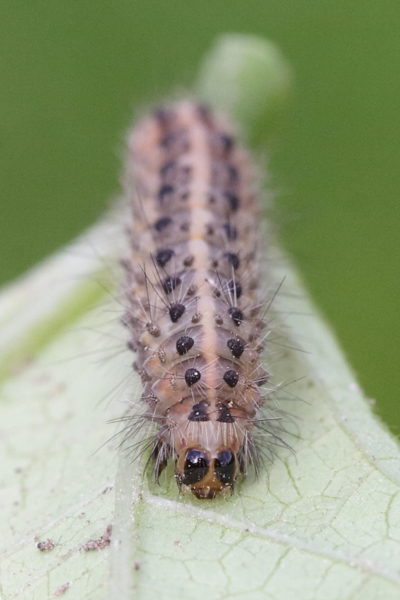 phragmatobia_fuliginosa_ch3md