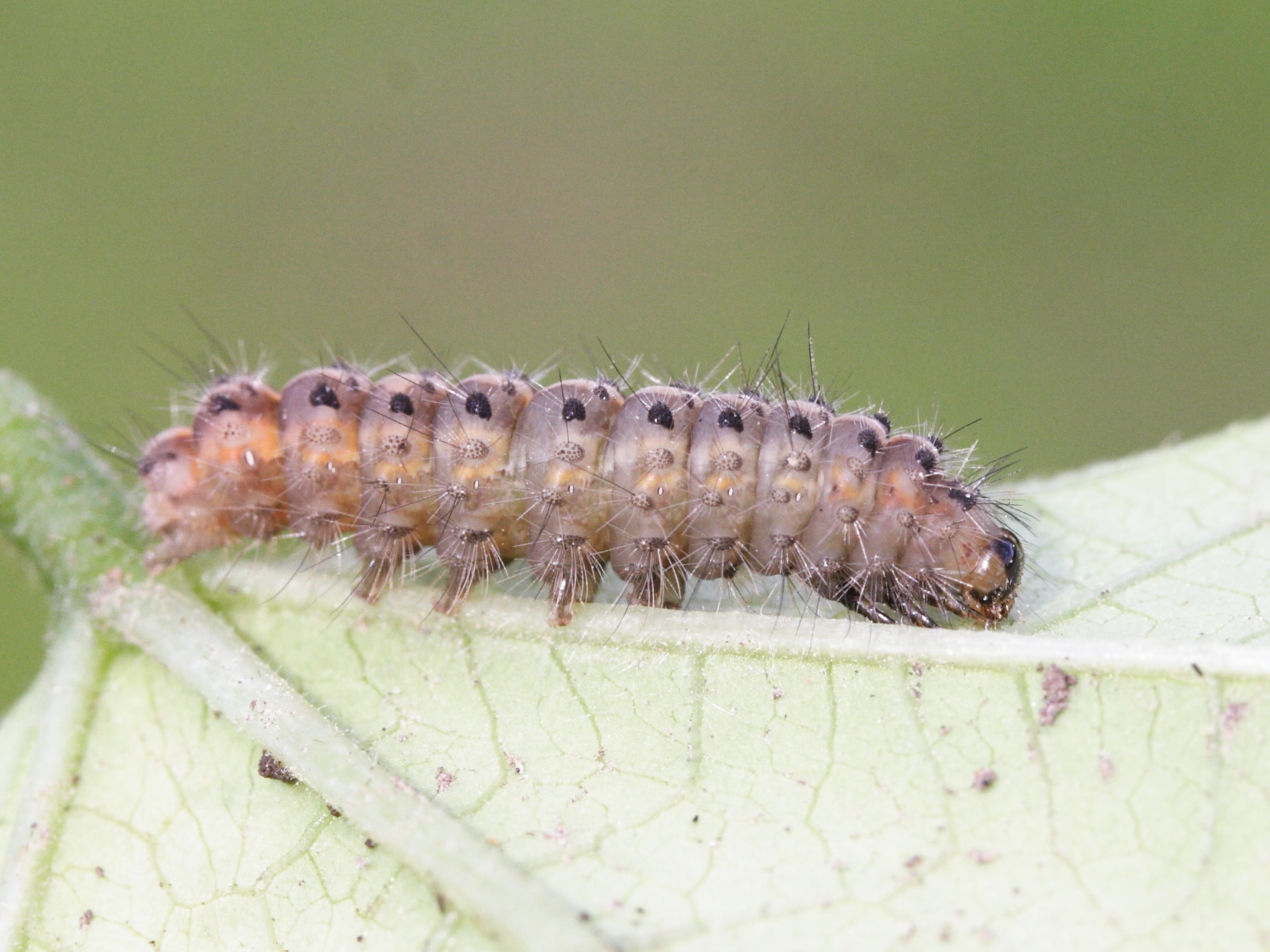 phragmatobia_fuliginosa_ch4md