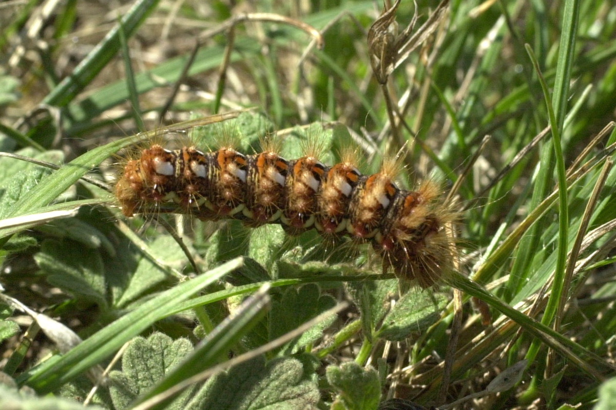 acronicta_rumicis_ch4md