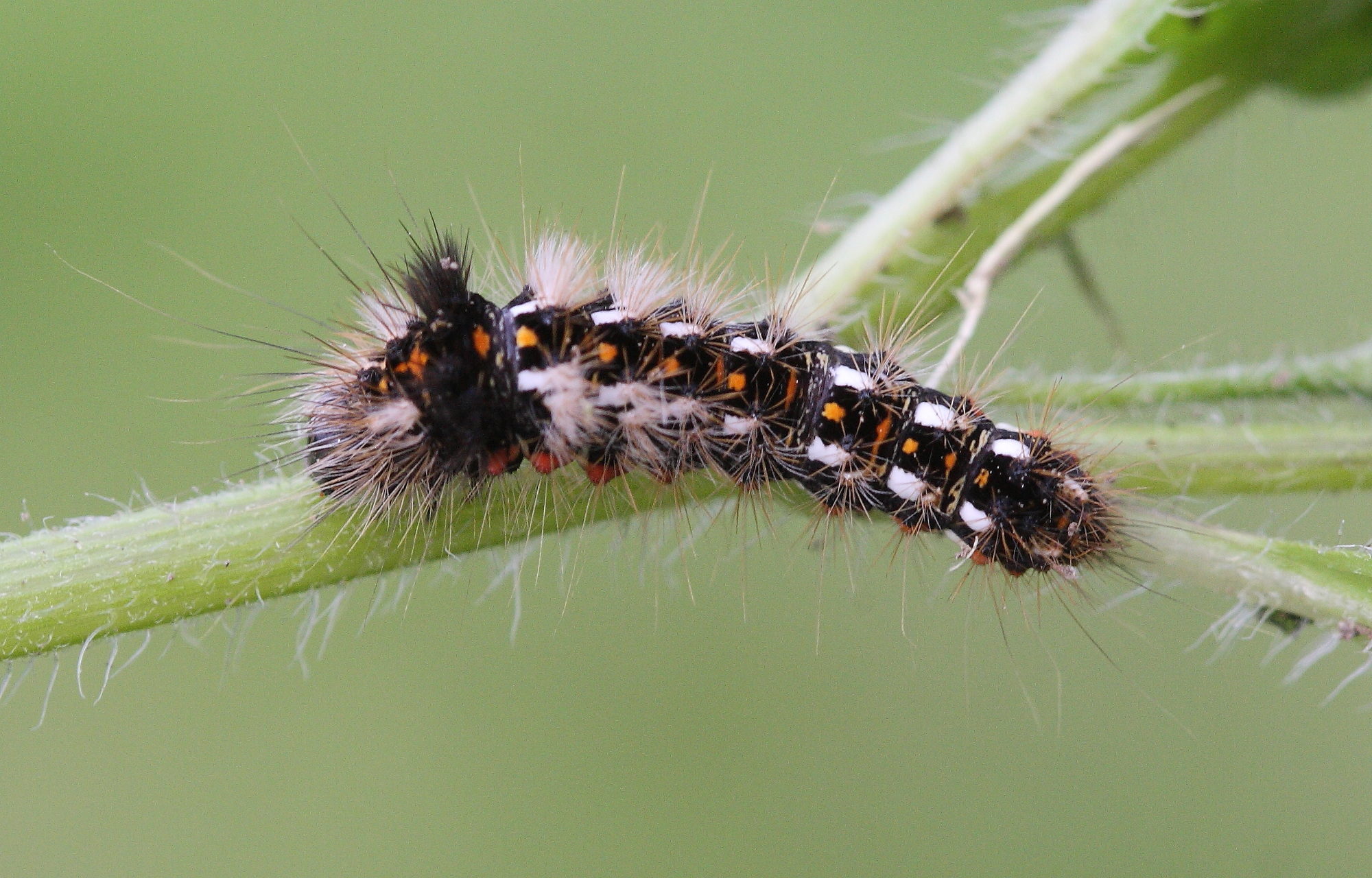 acronicta_rumicis_ch6bd