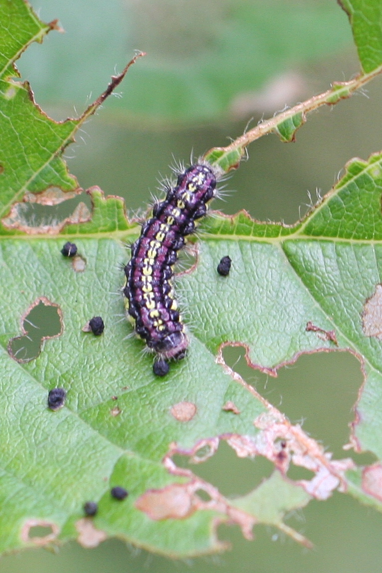 Afficher le média aglaope_infausta_ch3md aglaope_infausta_ch3md