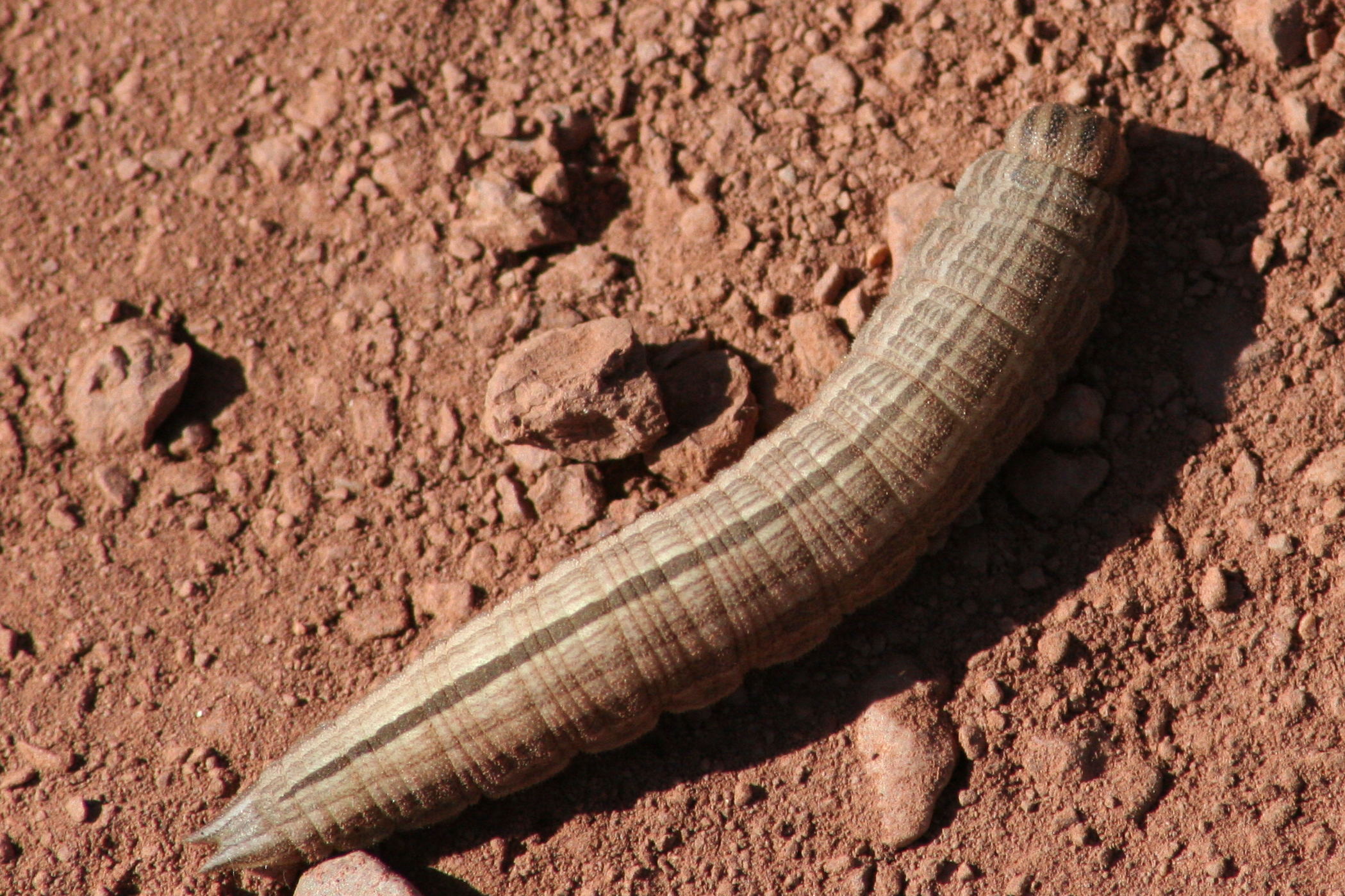 hipparchia_semele_ch1md