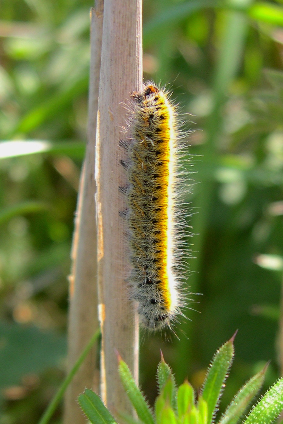 Afficher le média lasiocampa_trifolii_ch1md lasiocampa_trifolii_ch1md