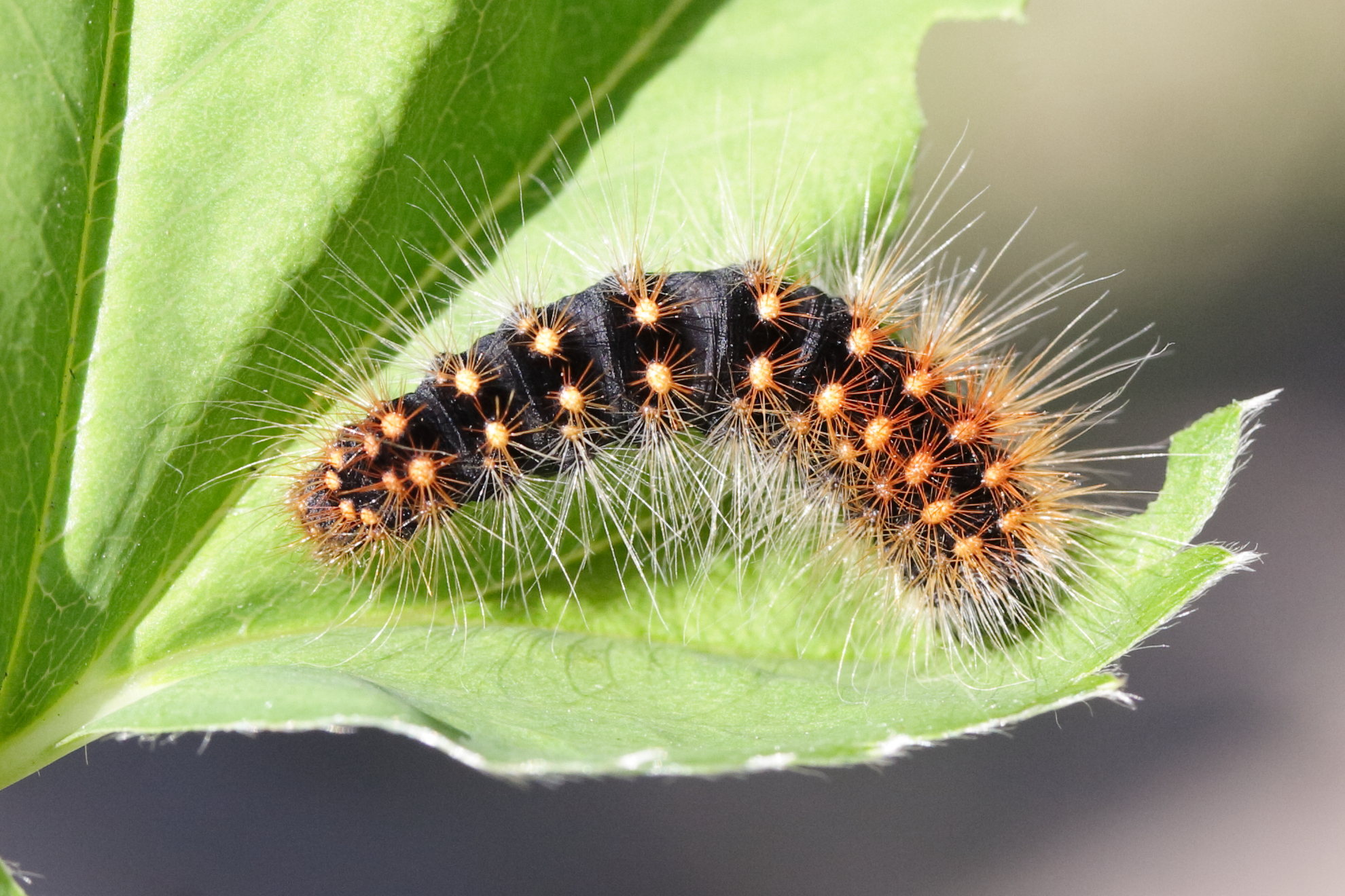 acronicta_auricoma_ch4md
