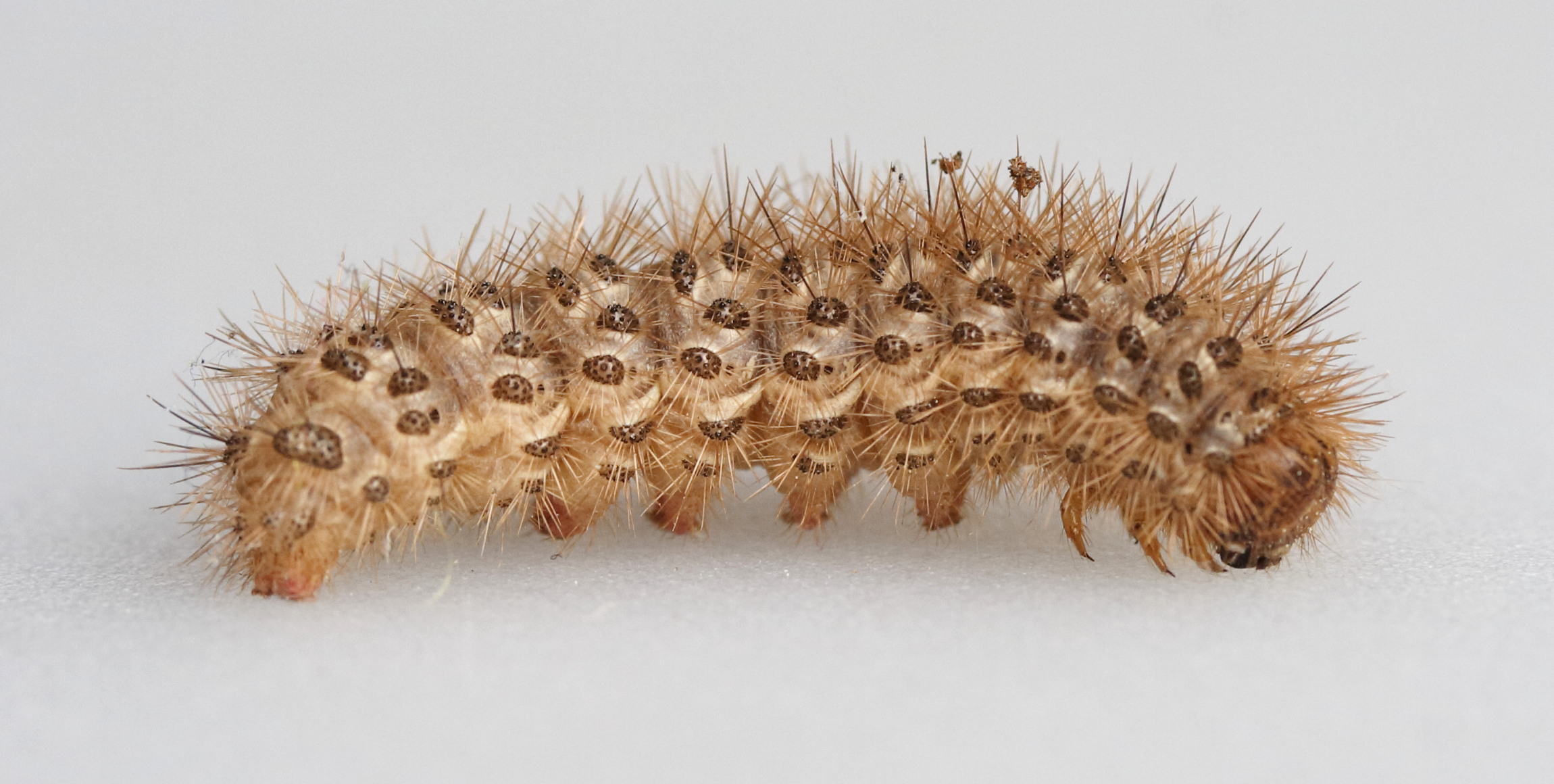 cymbalophora_pudica_ch3md