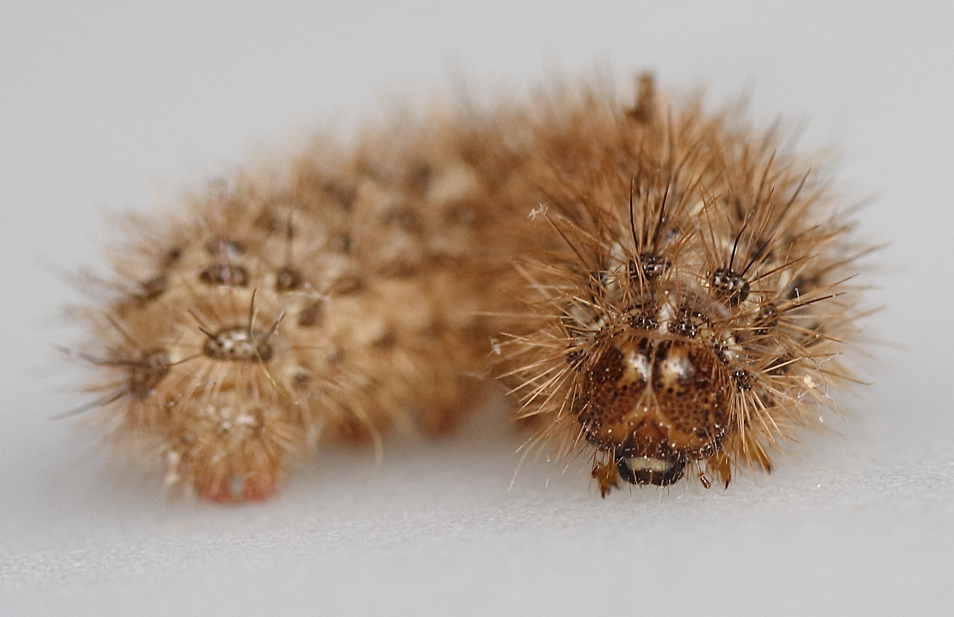 cymbalophora_pudica_ch4md