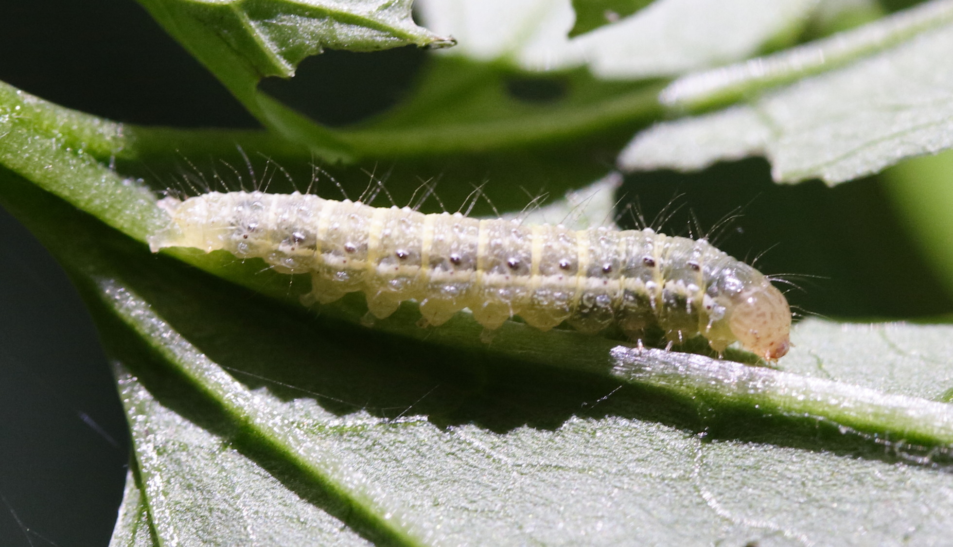 evergestis_forficalis_ch1md