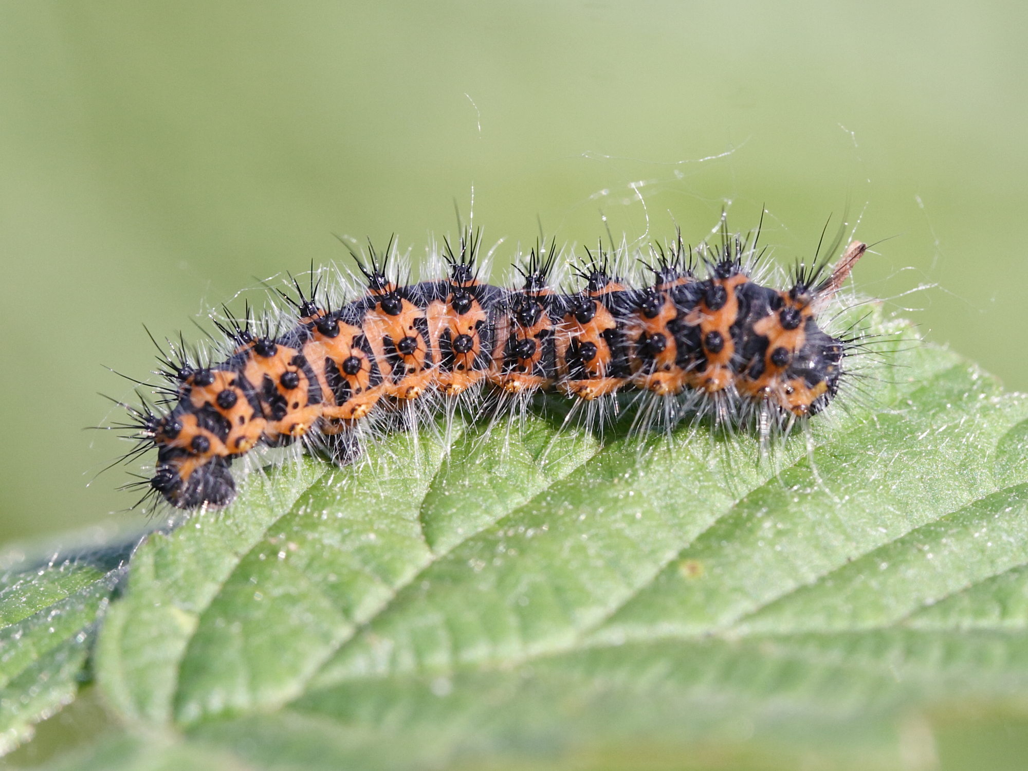 saturnia_pavonia_ch8md