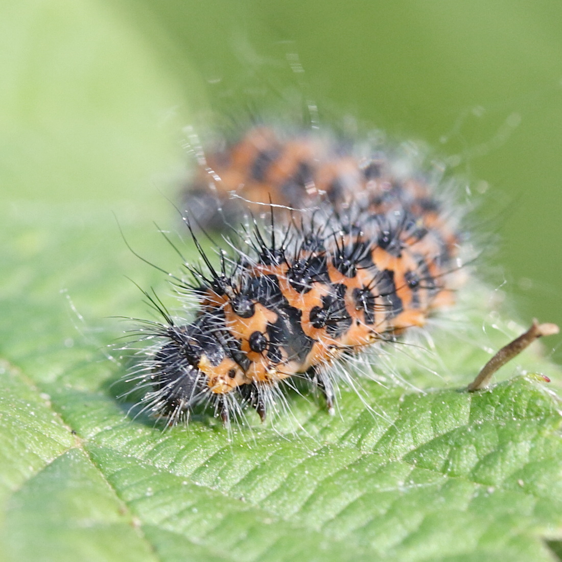 saturnia_pavonia_ch9md