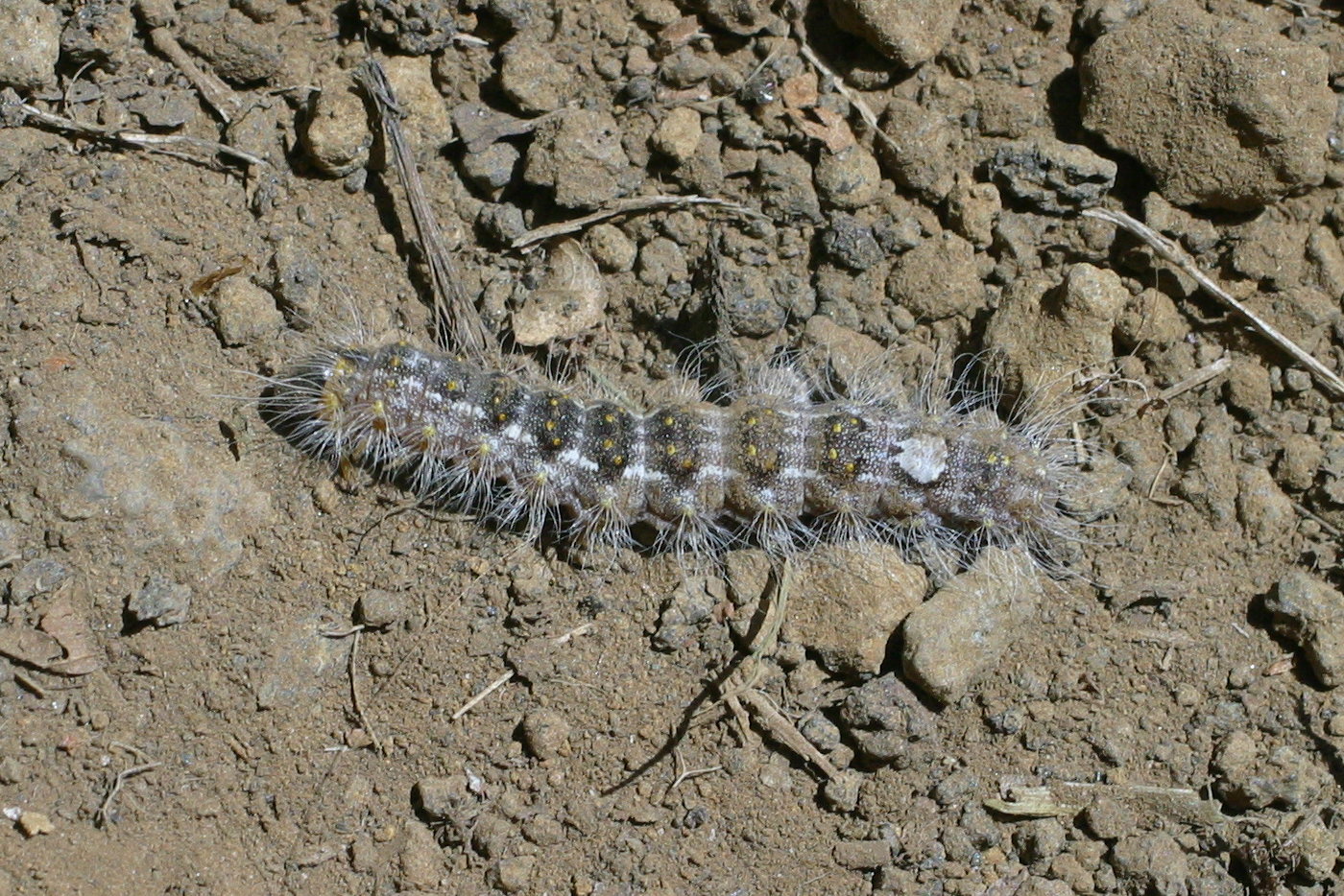 subacronicta_megacephala_ch1bd