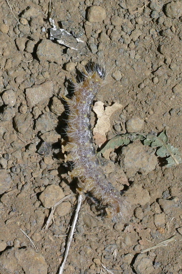 subacronicta_megacephala_ch2bd
