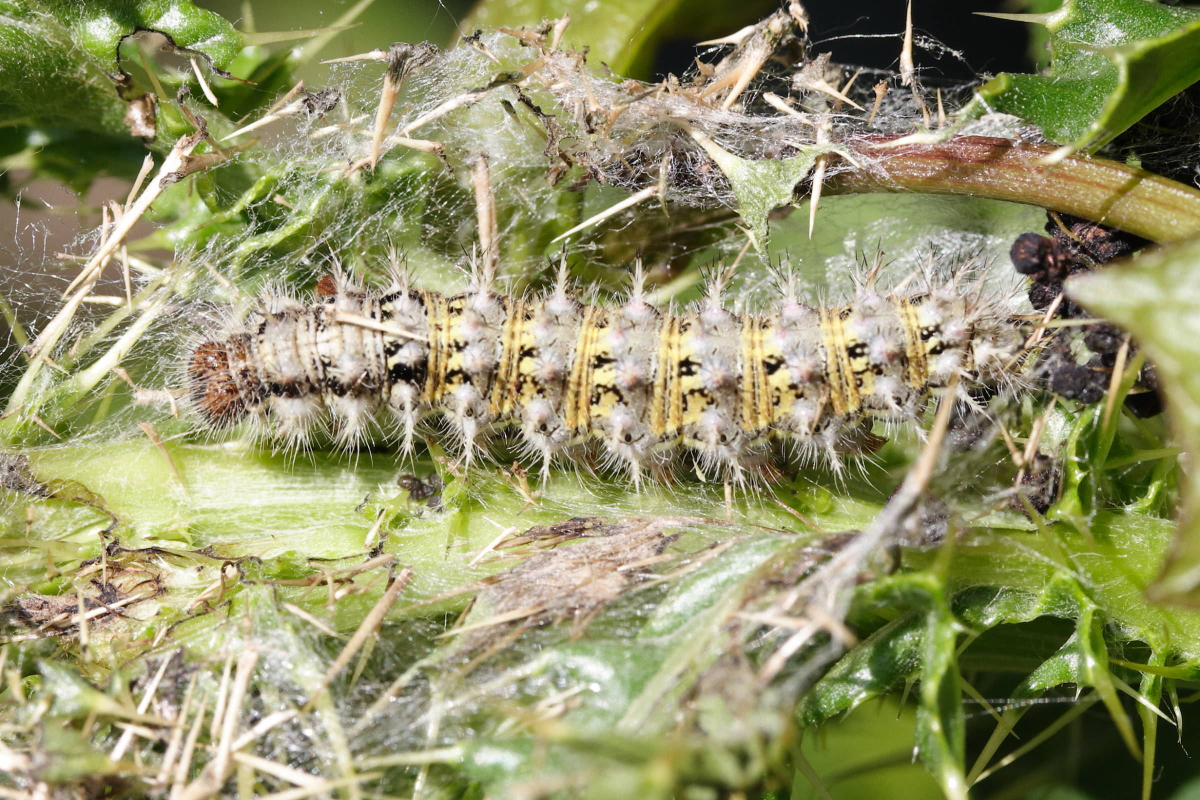 vanessa_cardui_ch4md