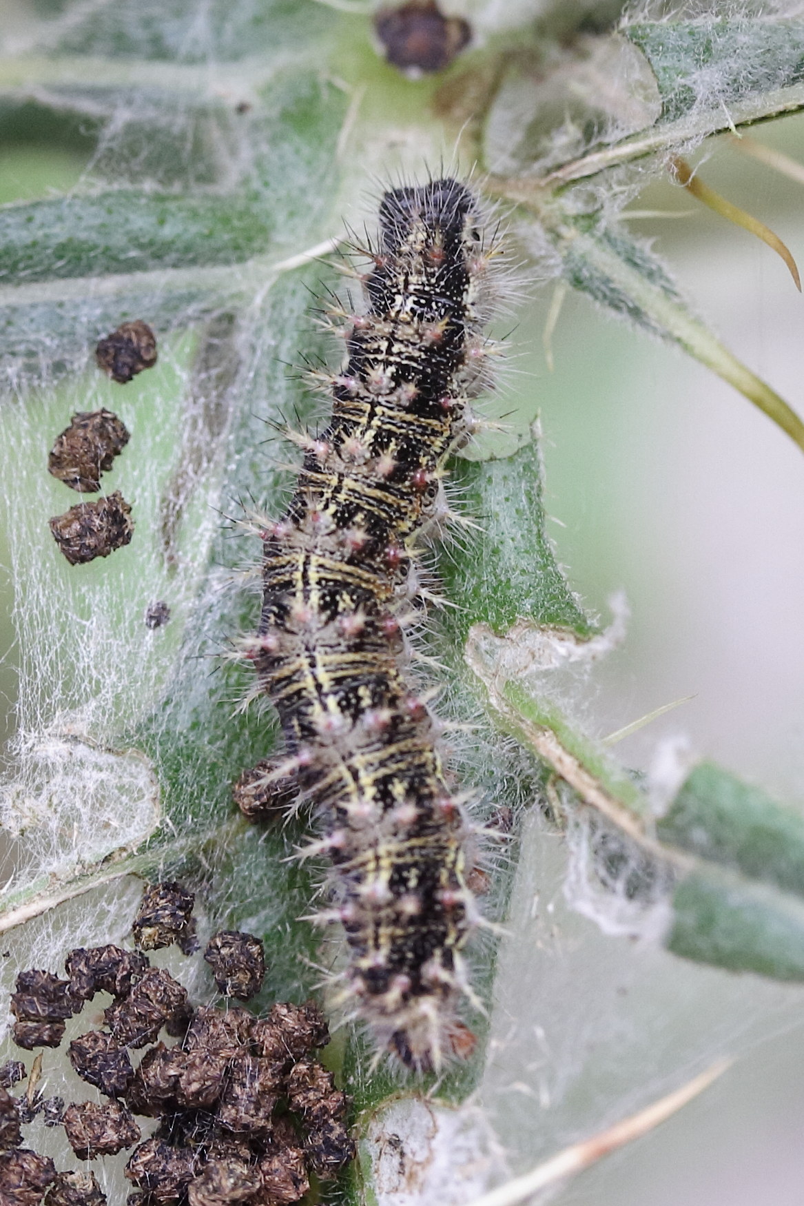 vanessa_cardui_ch5md