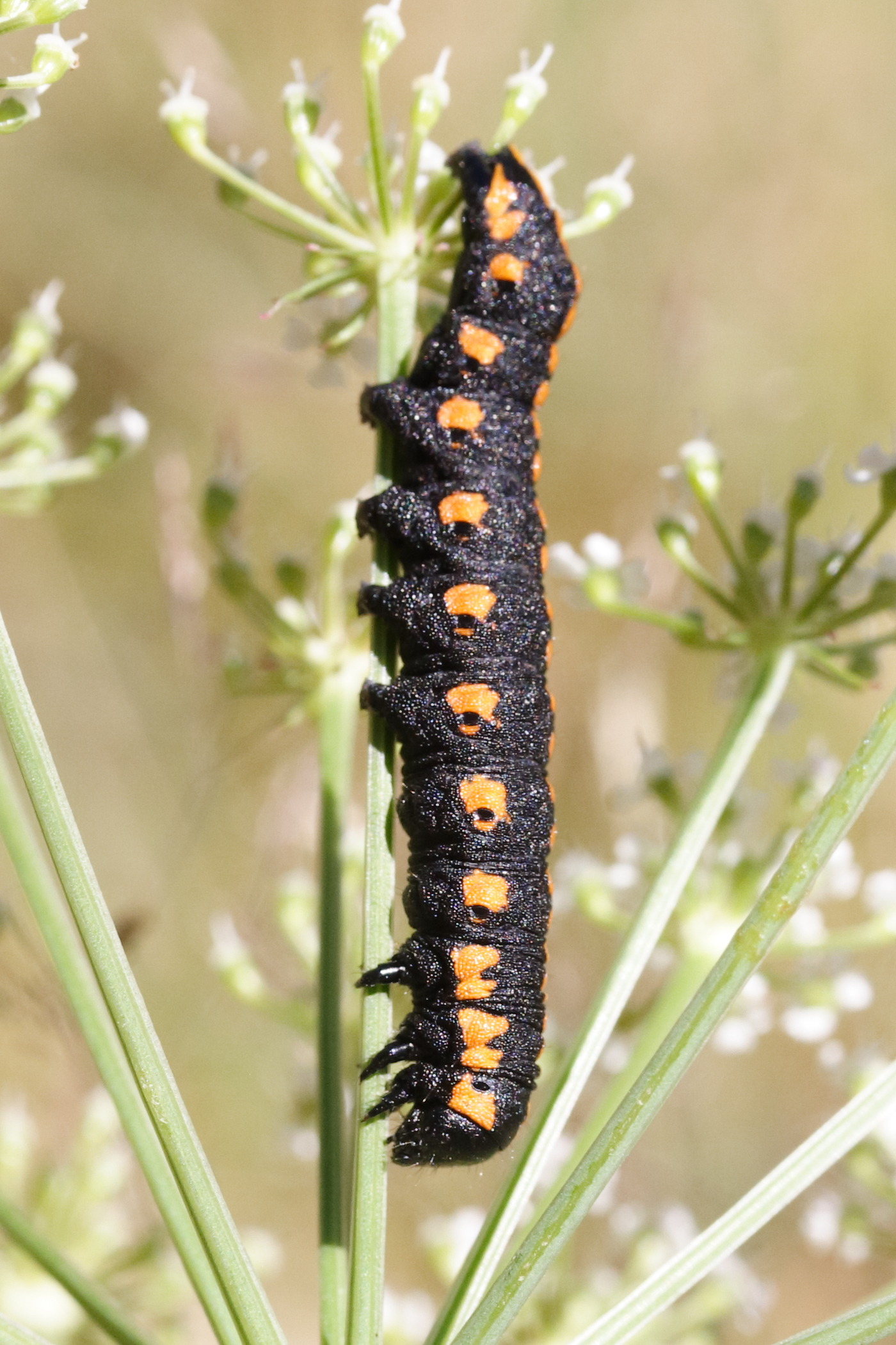 cucullia_lucifuga_ch1md