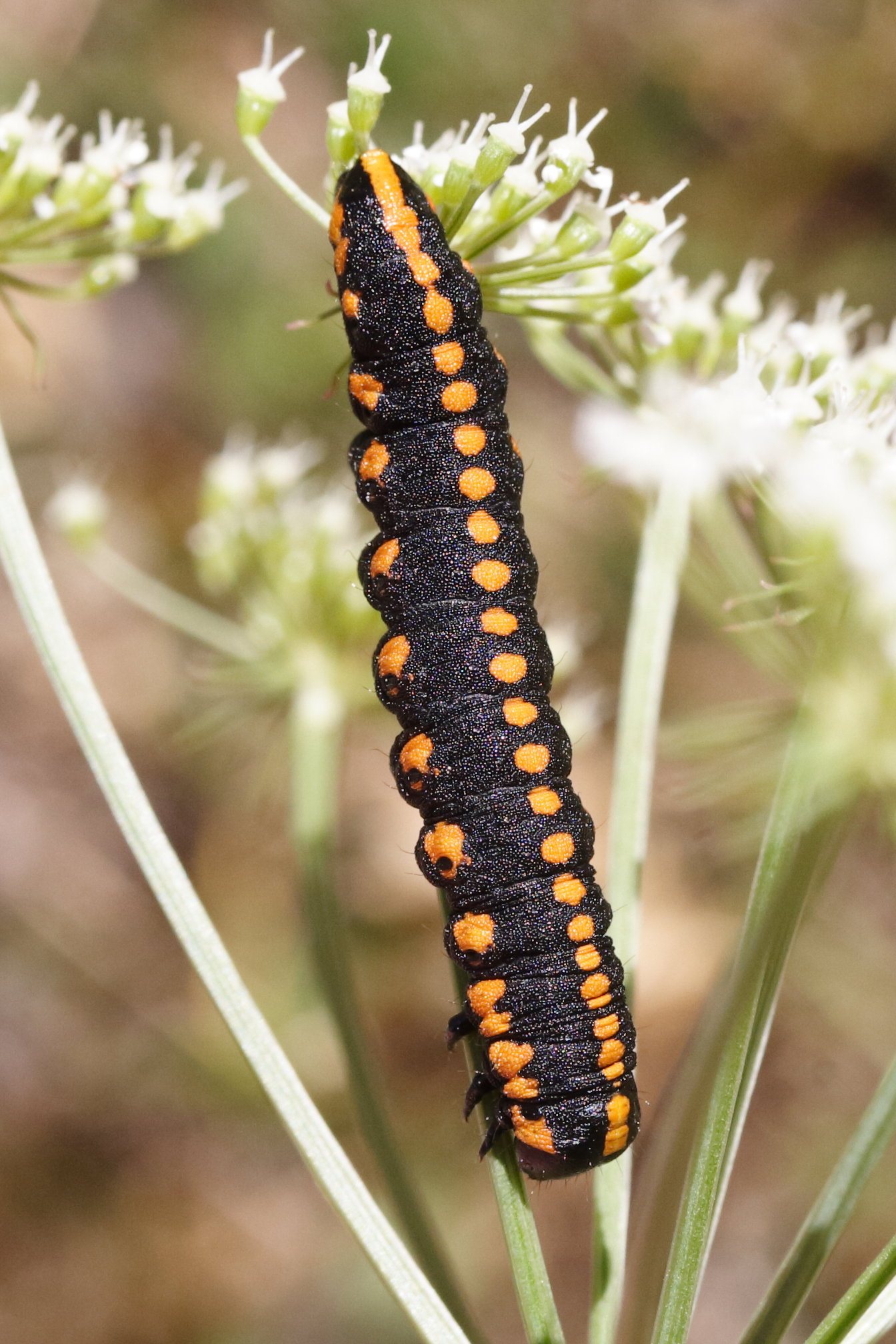 cucullia_lucifuga_ch2md