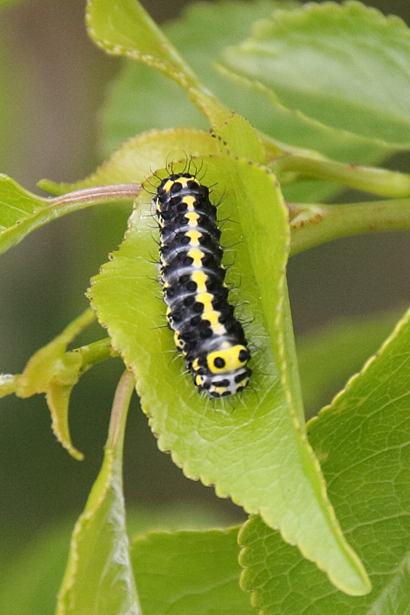 diloba_caeruleocephala_ch4bd