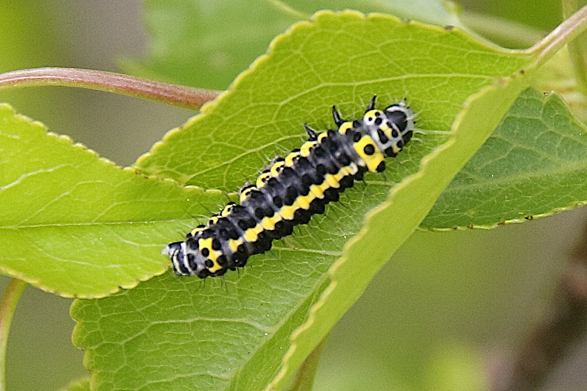 diloba_caeruleocephala_ch5bd