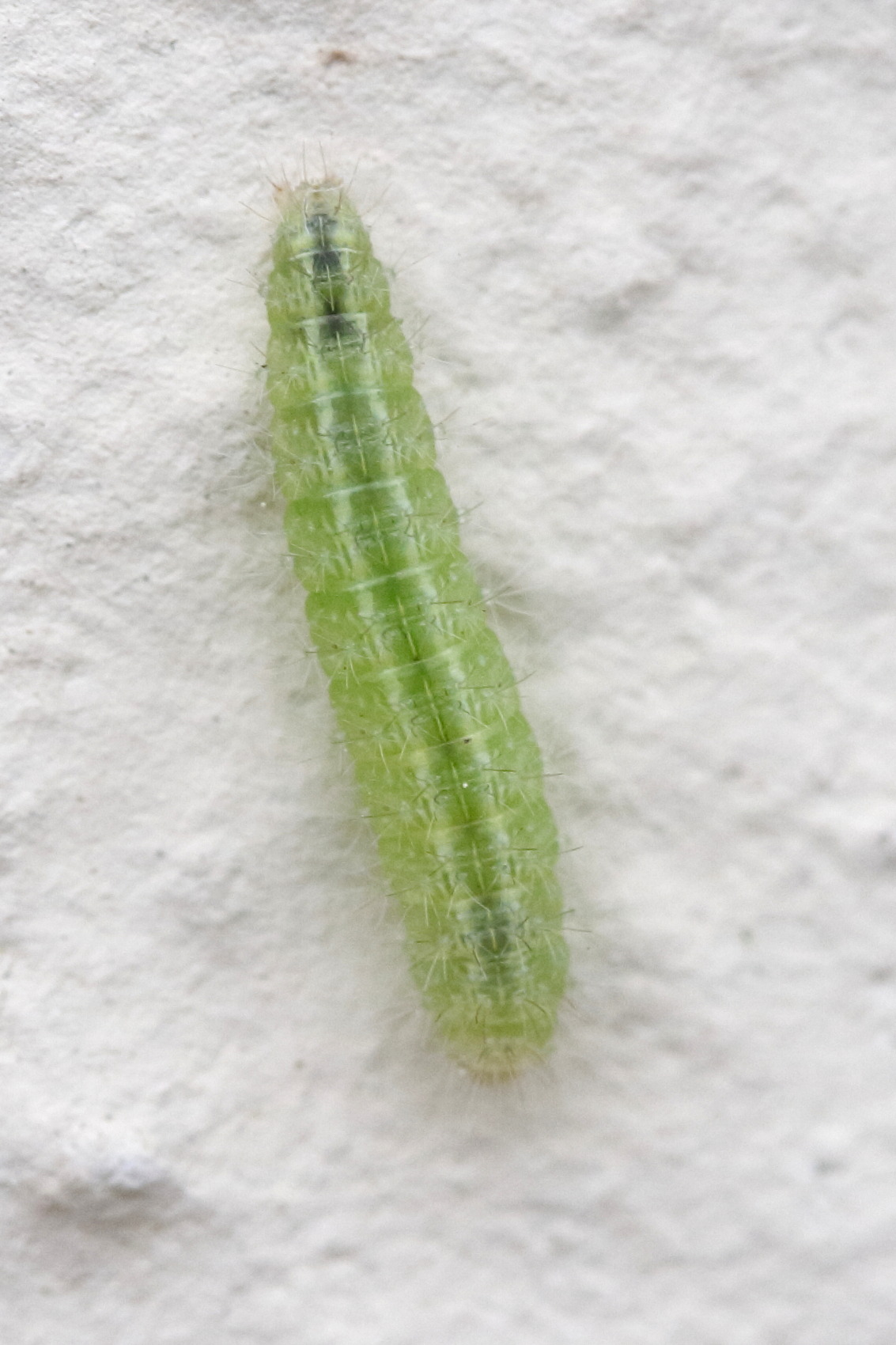 emmelina_monodactyla_ch1md