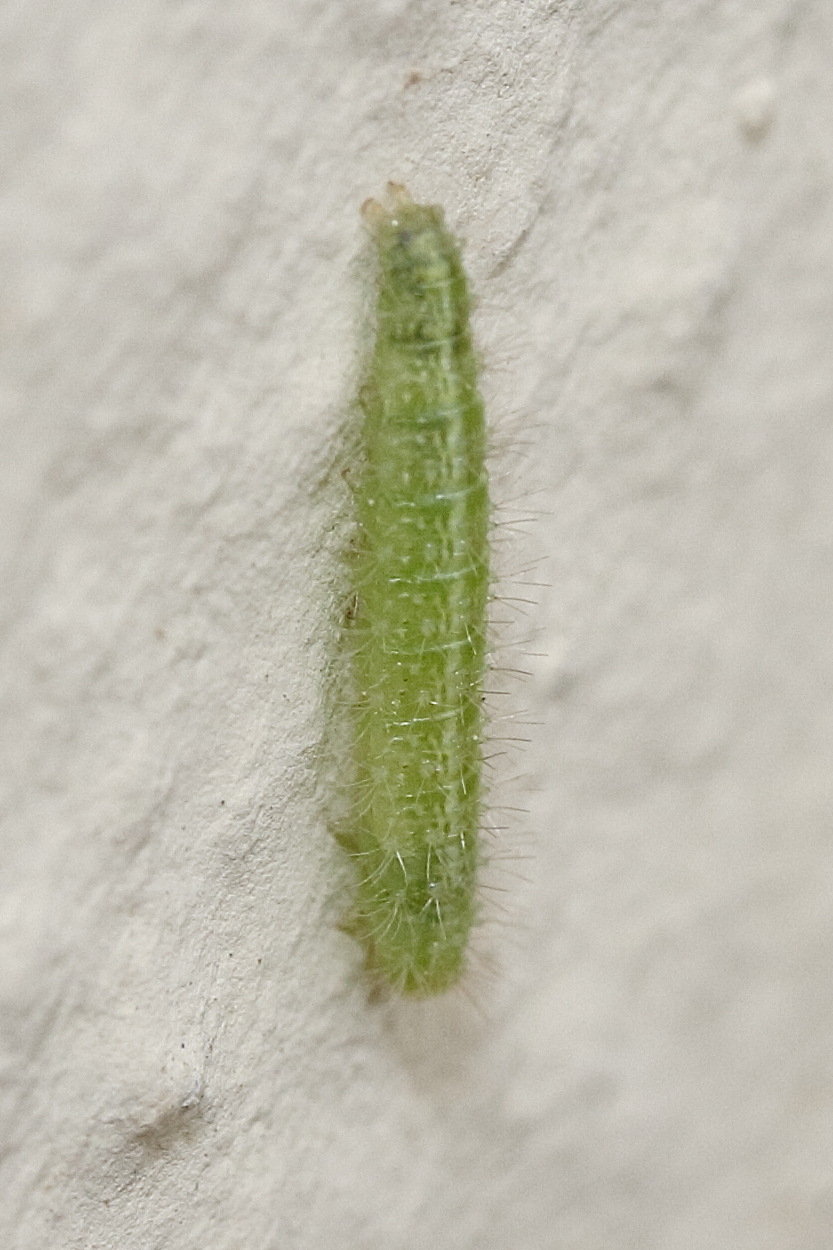 emmelina_monodactyla_ch2md